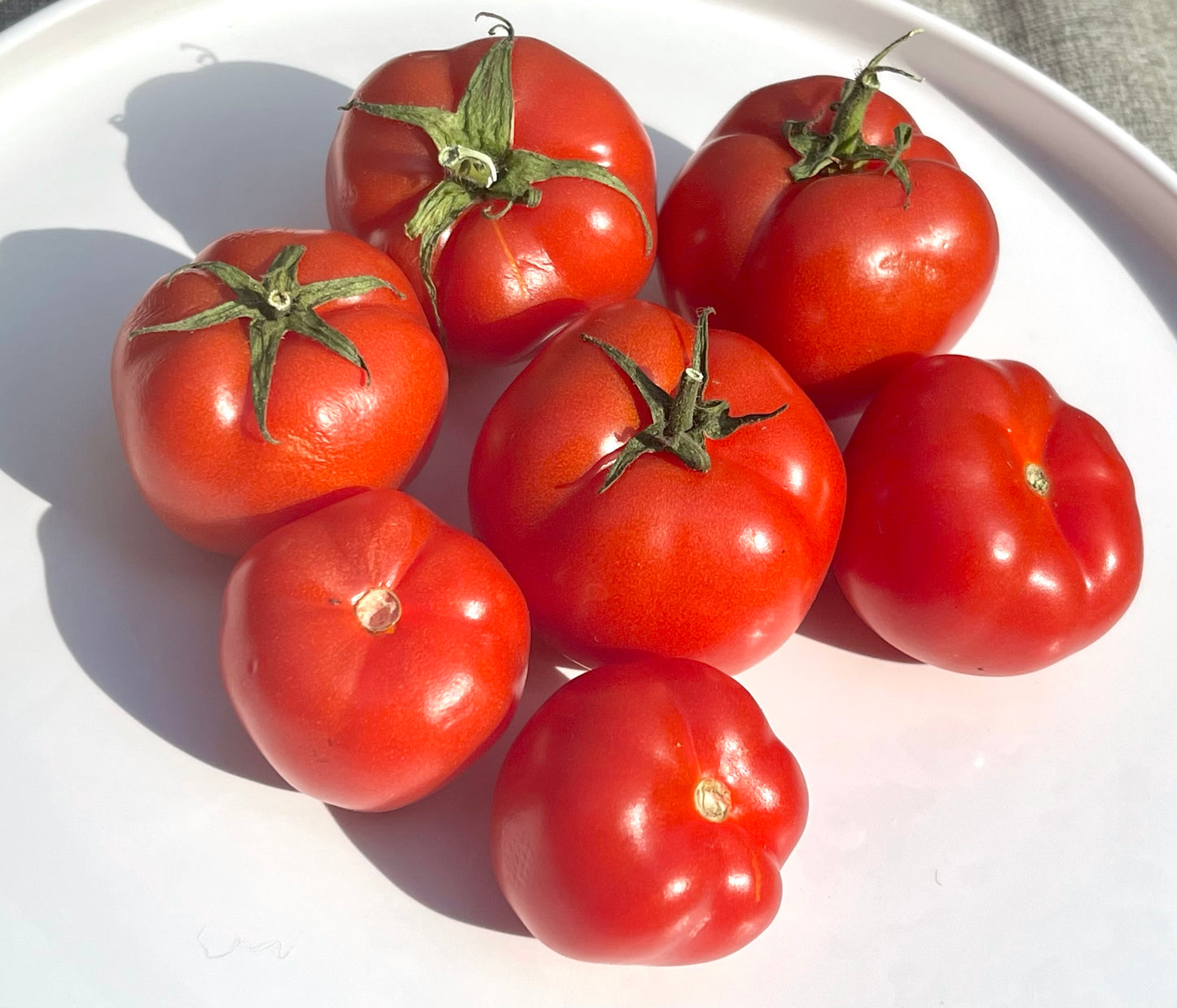 Little Sicily Tomato 25 Seeds