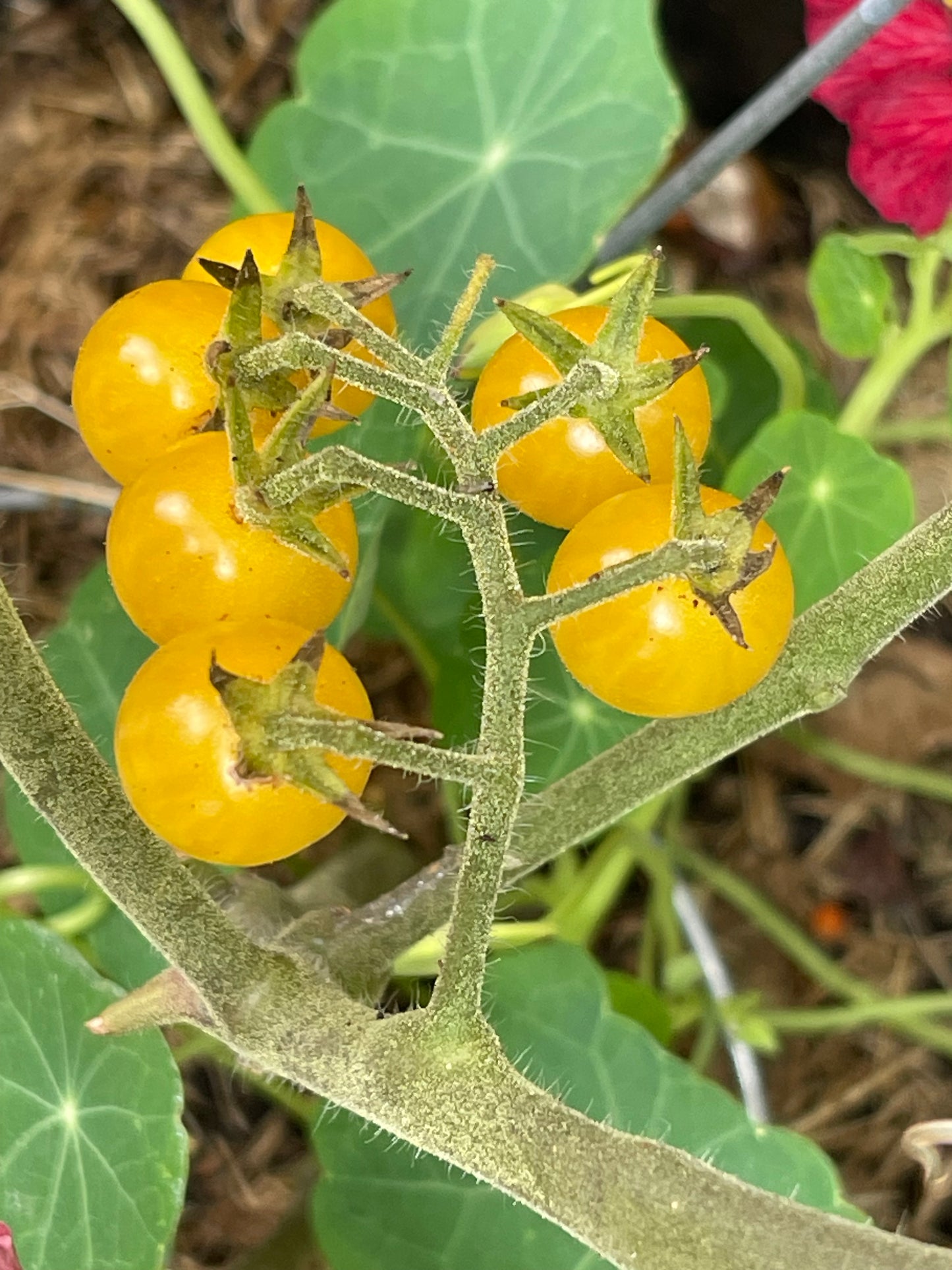 White Currant Tomato 25 Seeds