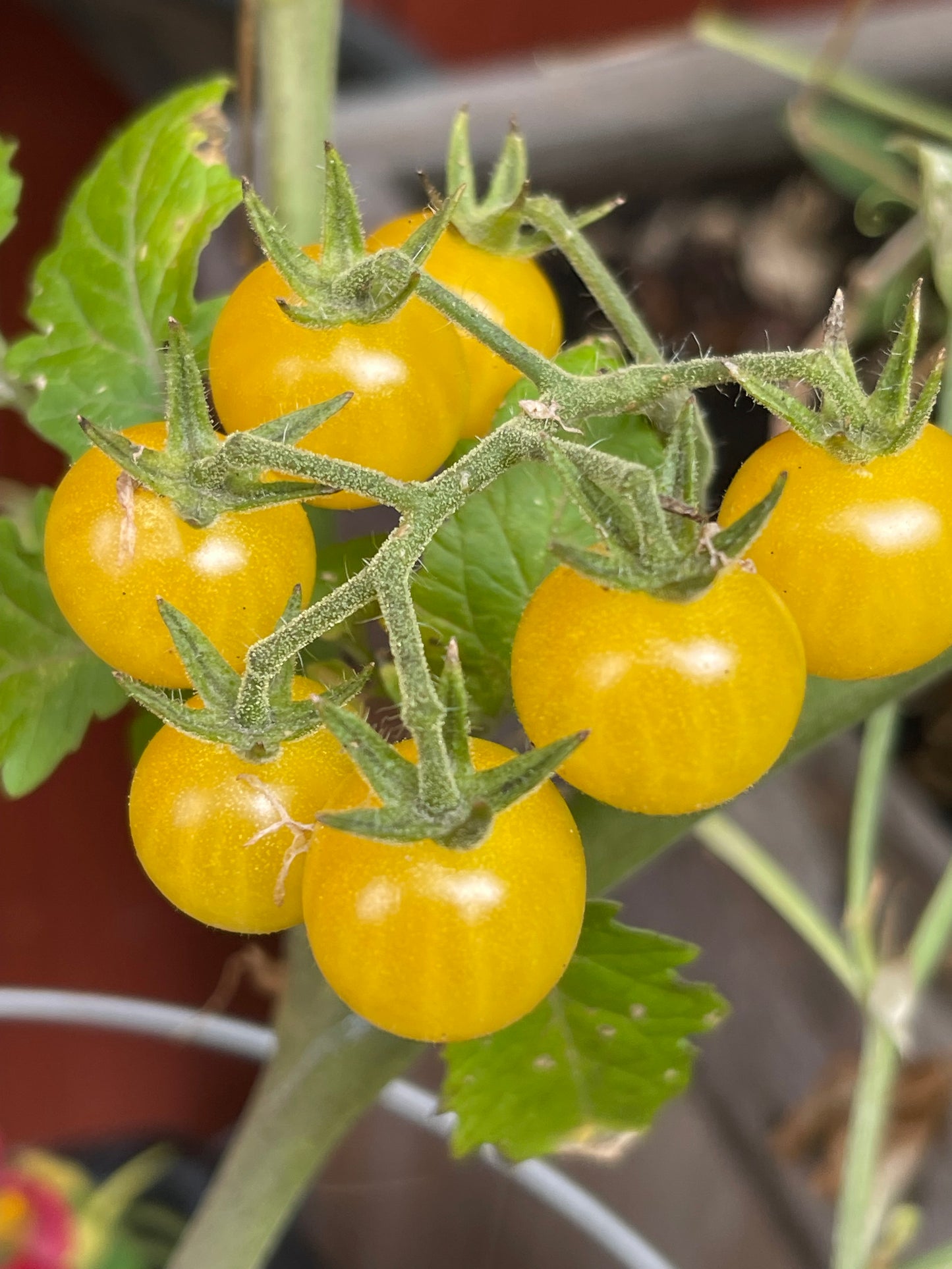 White Currant Tomato 25 Seeds