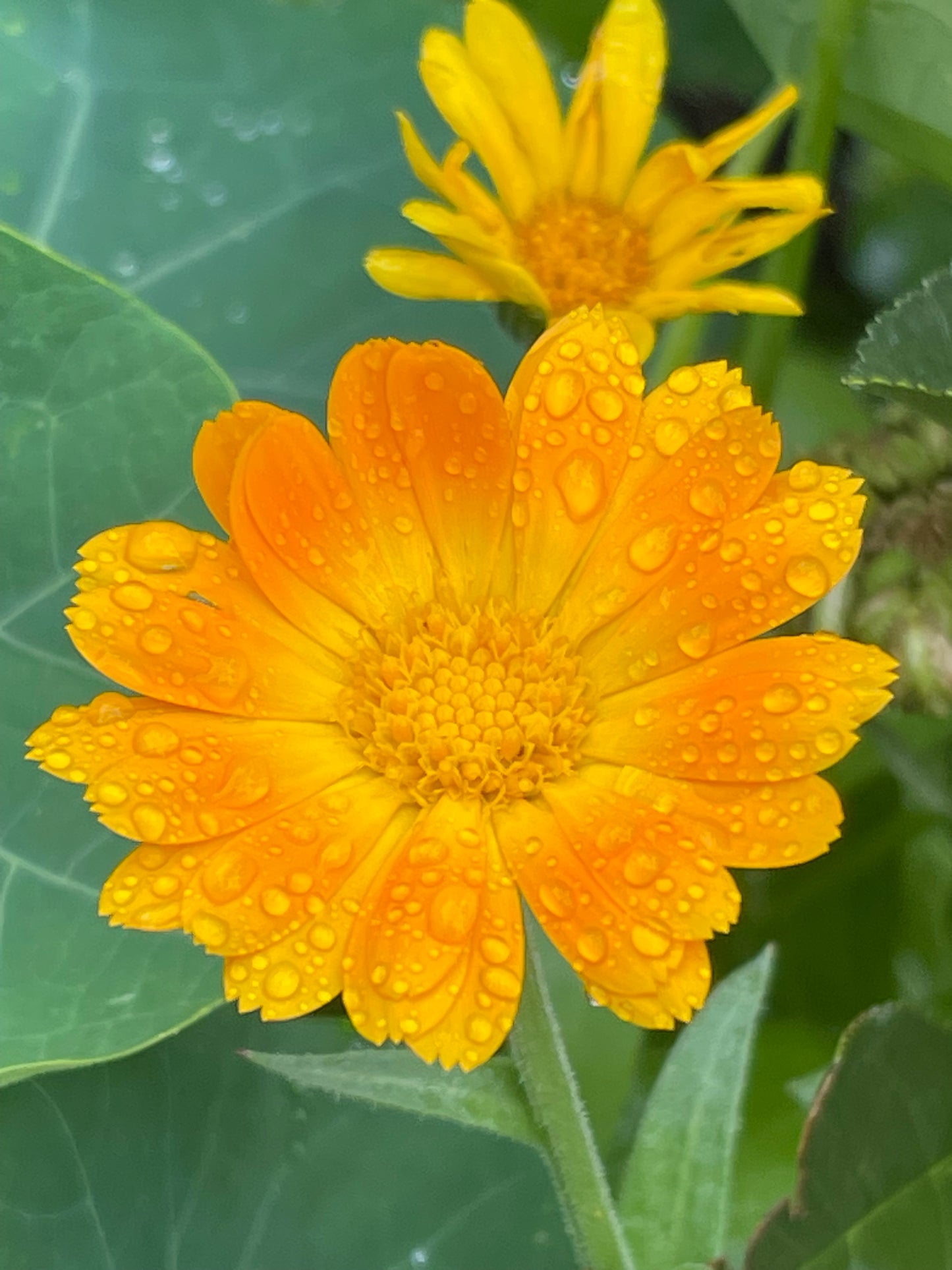 Calendula Mix 50 Seeds