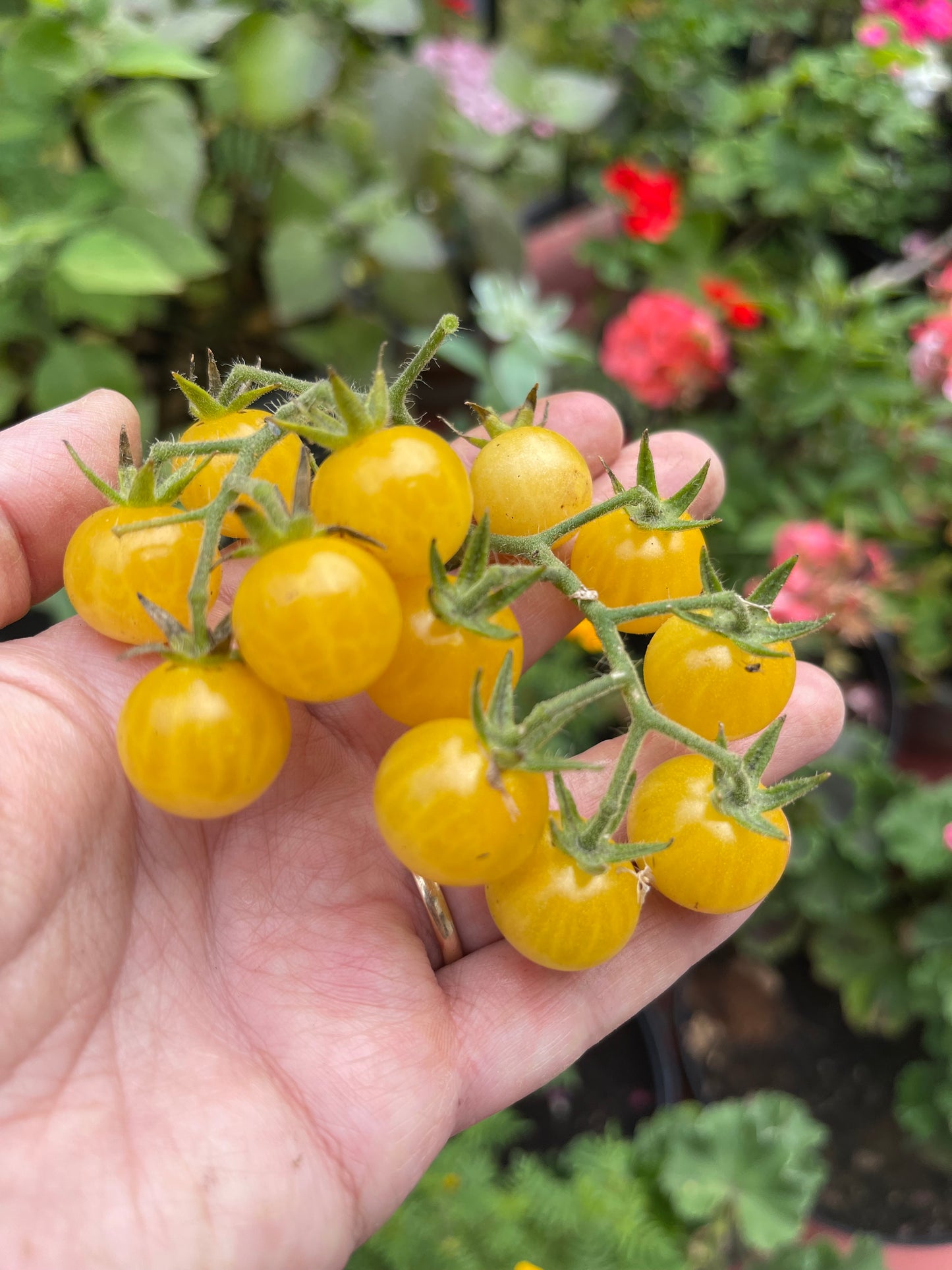 White Currant Tomato 25 Seeds