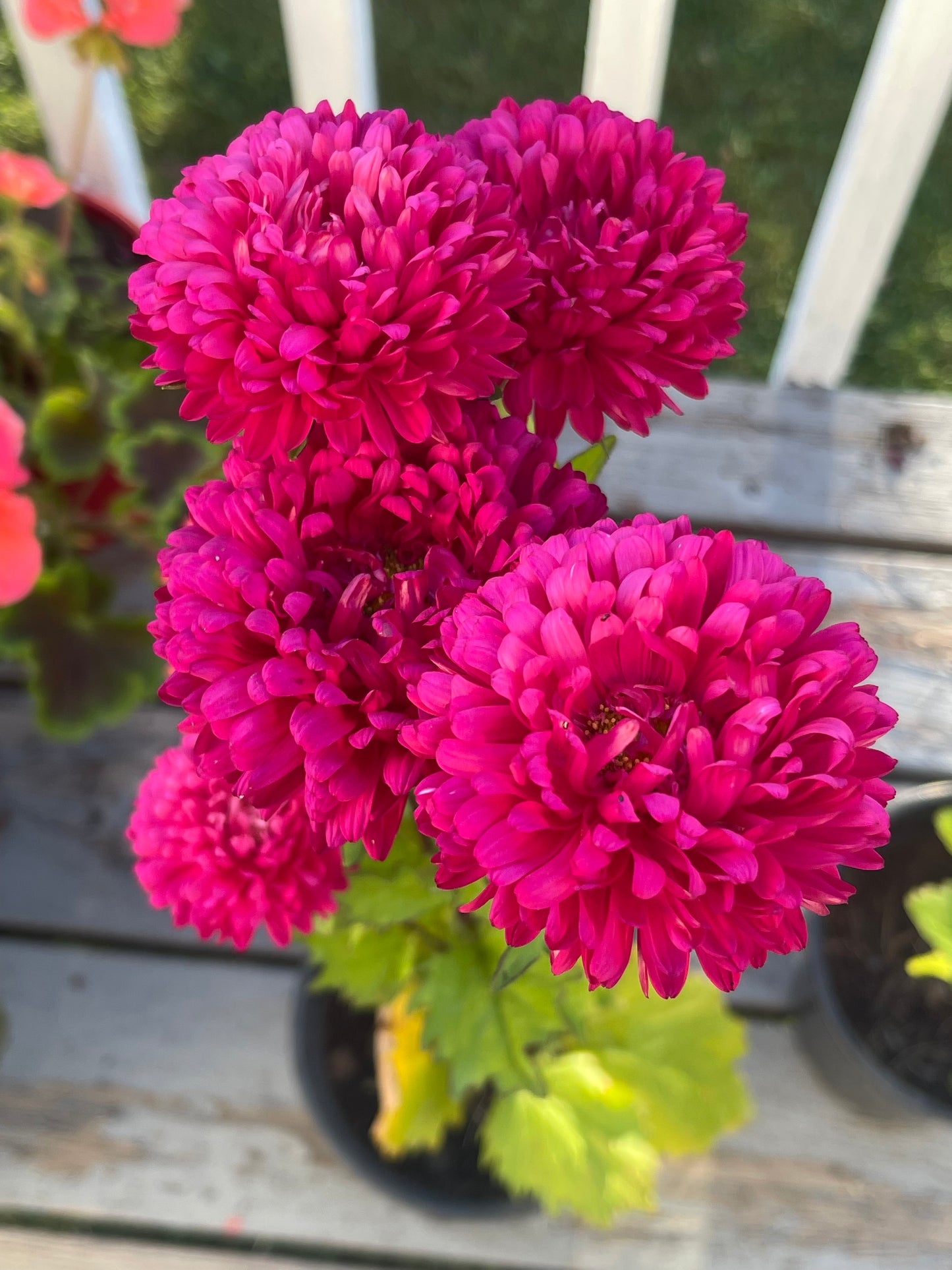 Tower China Pink Aster 50 Seeds