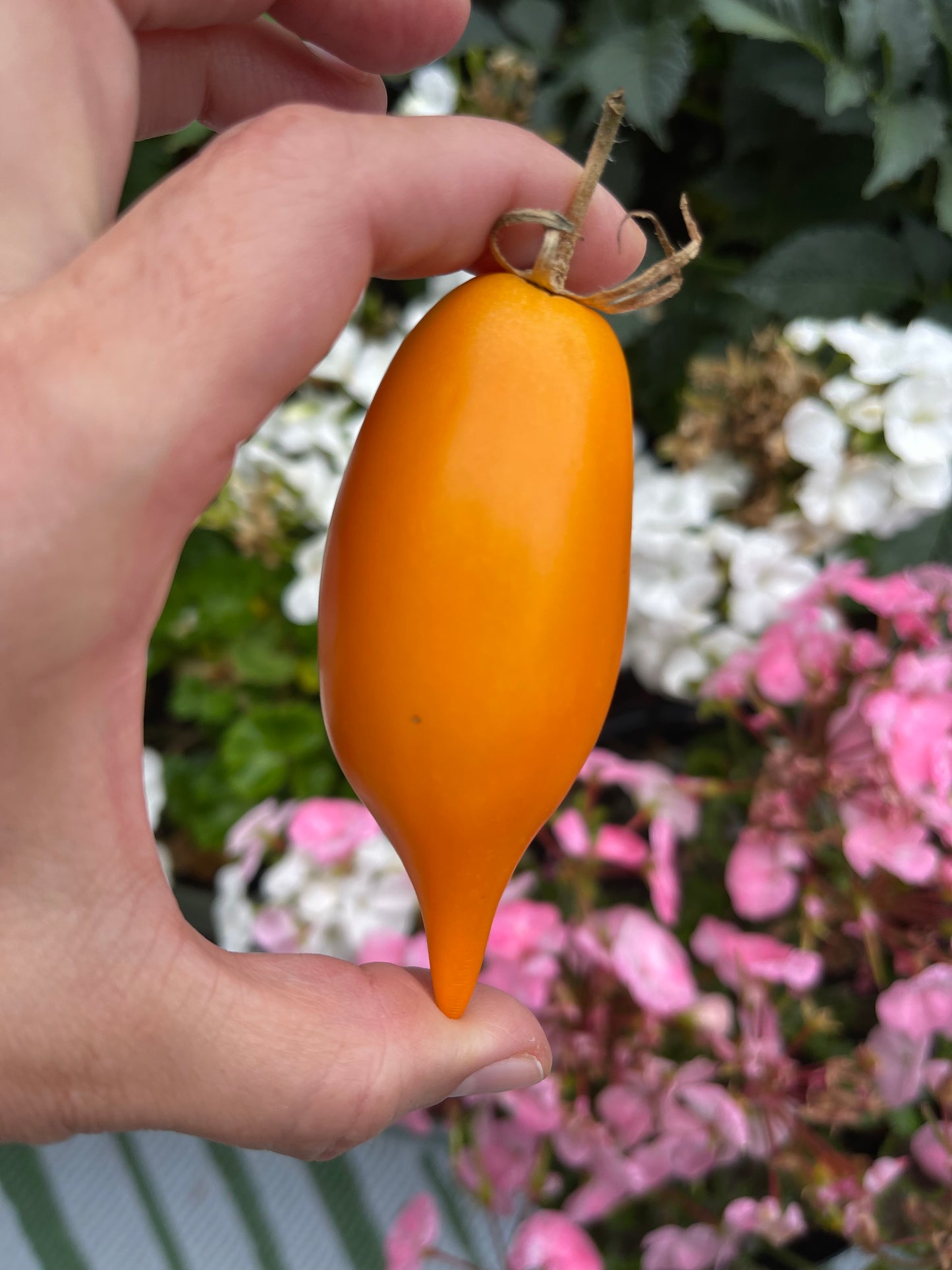 Buratino or Pinocchio Heirloom Tomato 10 Seeds