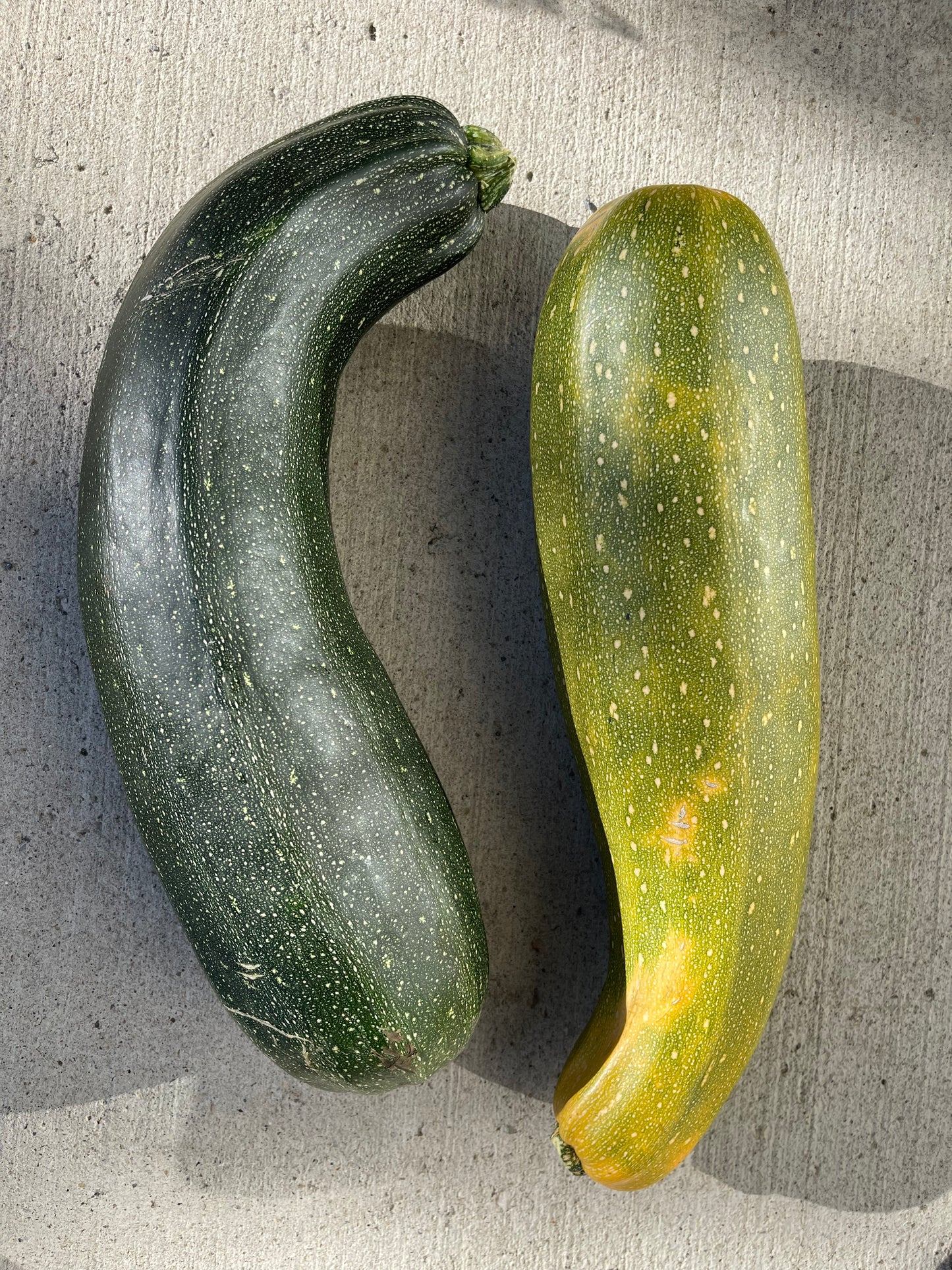 Green Zucchini 12 Seeds
