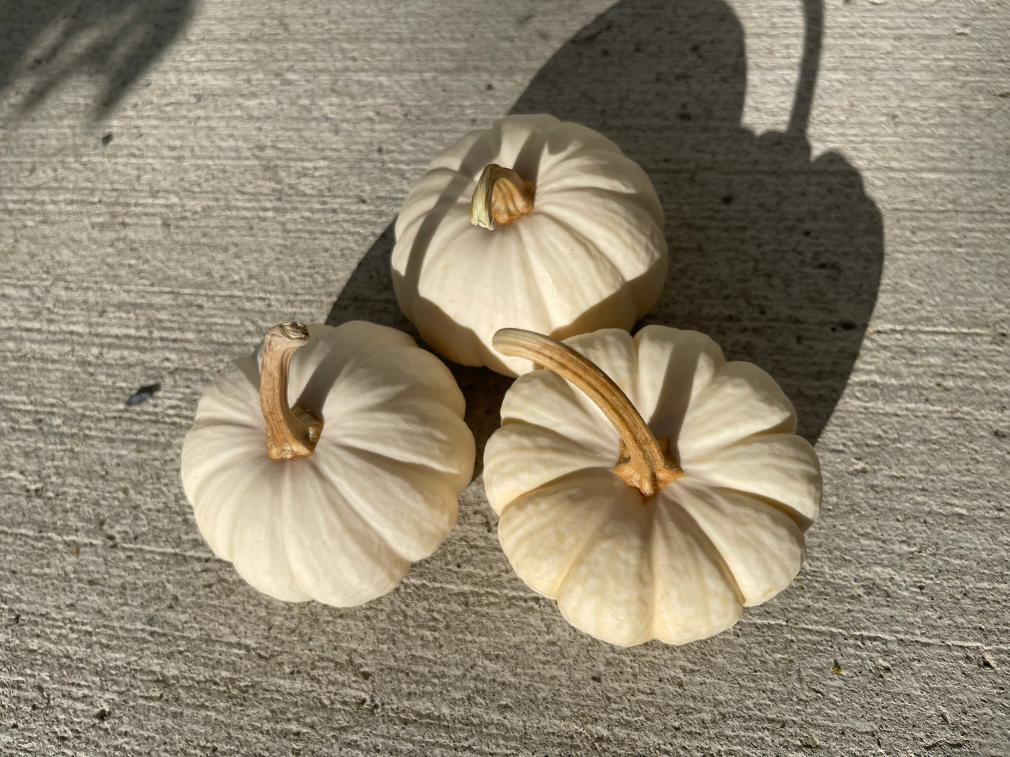 Baby Boo Pumpkin 12 Seeds