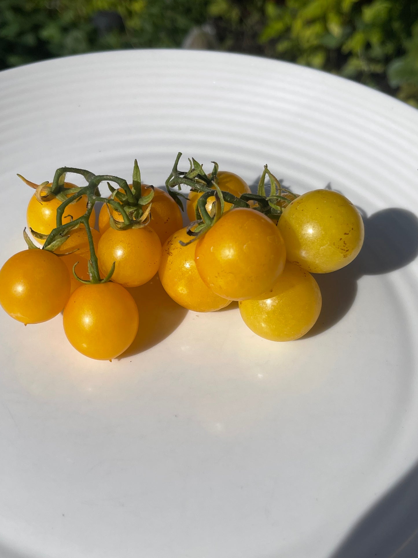 Yellow Canary Micro Dwarf Tomato 20 Seeds
