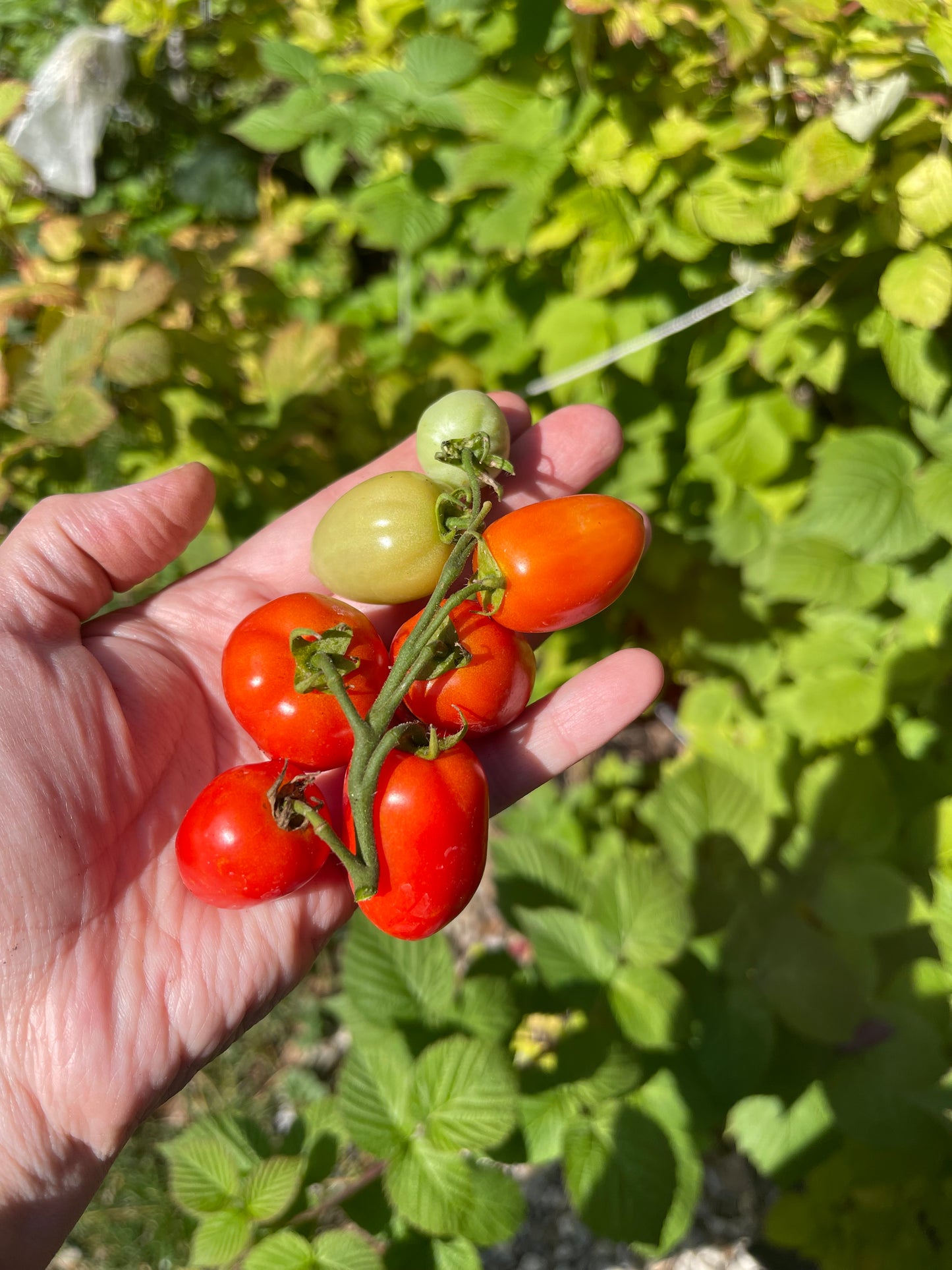 Heartbreaker Micro Dwarf Tomato 10 Seeds