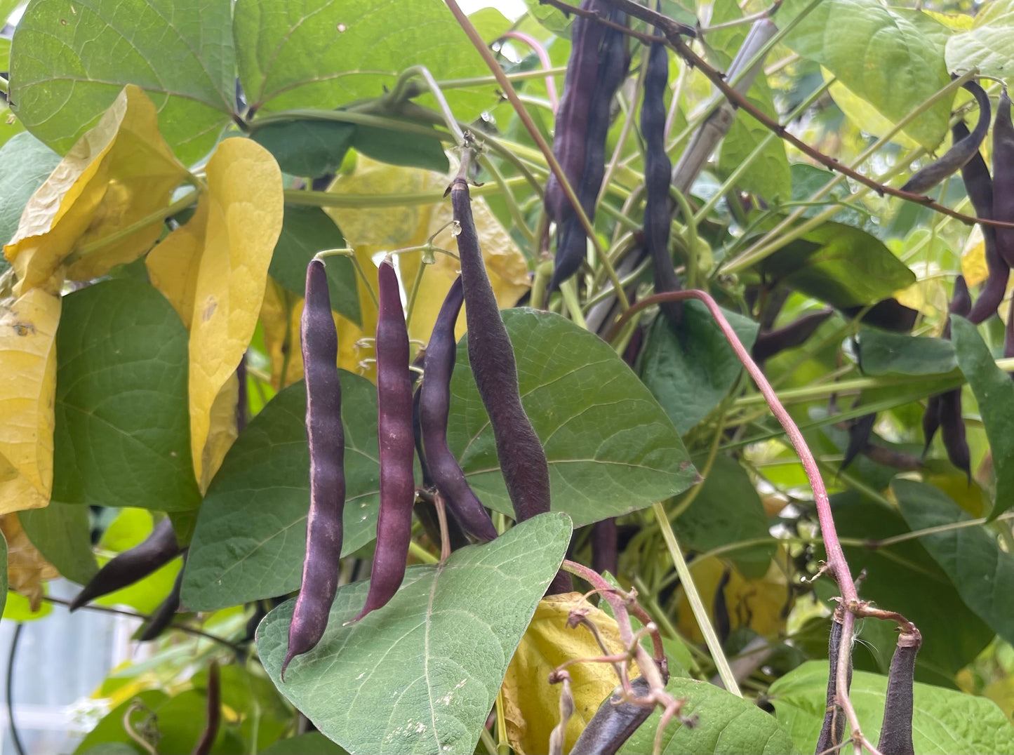 Cherokee Trail of Tears Pole Bean 20 Seeds