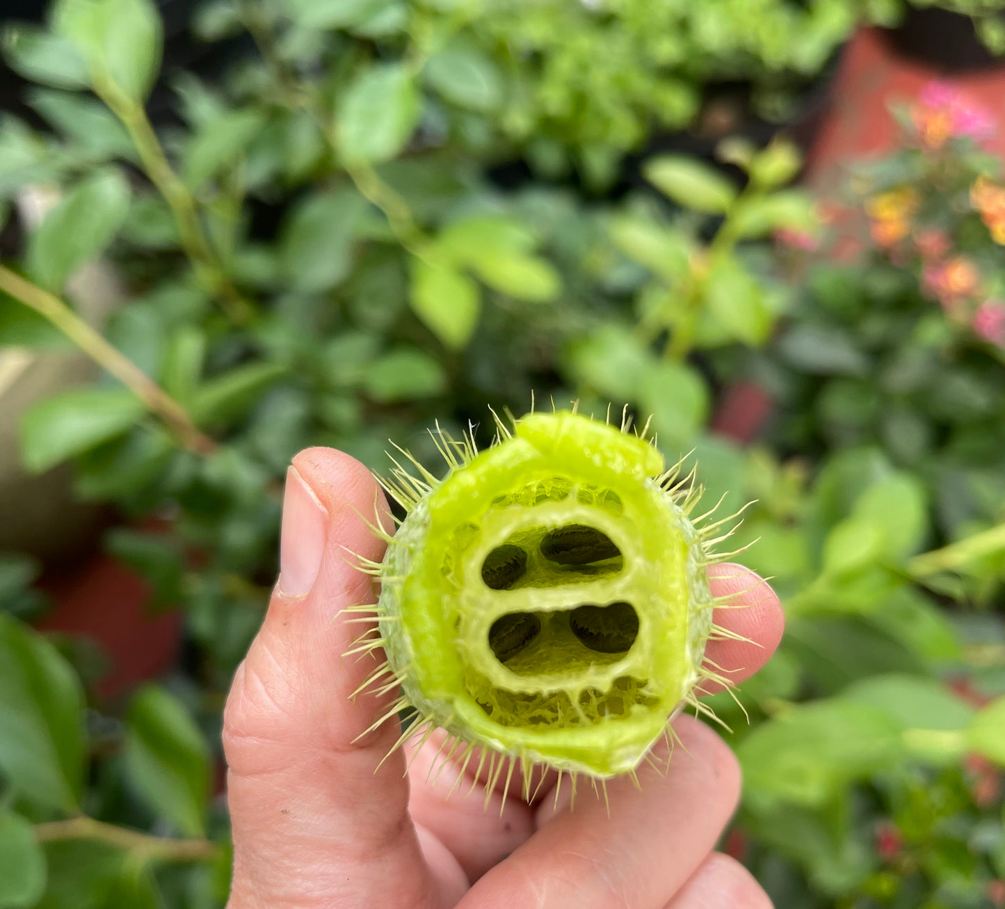 Wild Cucumber 20 Seeds