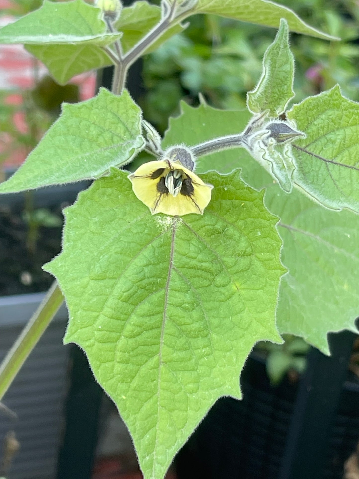 Peruvian Physalis - Cape Gooseberry 50 Seeds