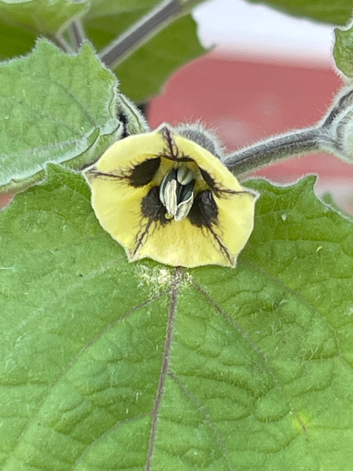 Peruvian Physalis - Cape Gooseberry 50 Seeds