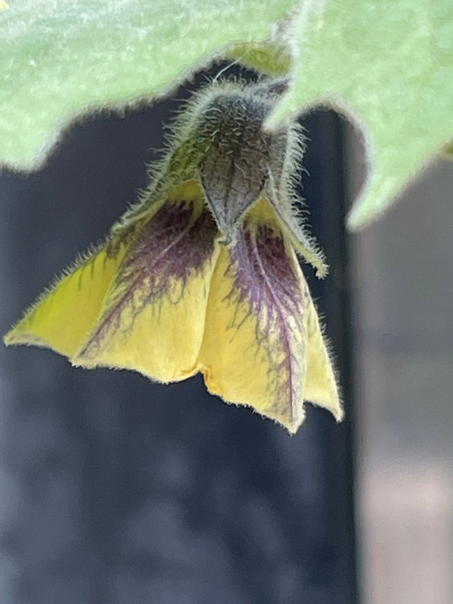 Peruvian Physalis - Cape Gooseberry 50 Seeds