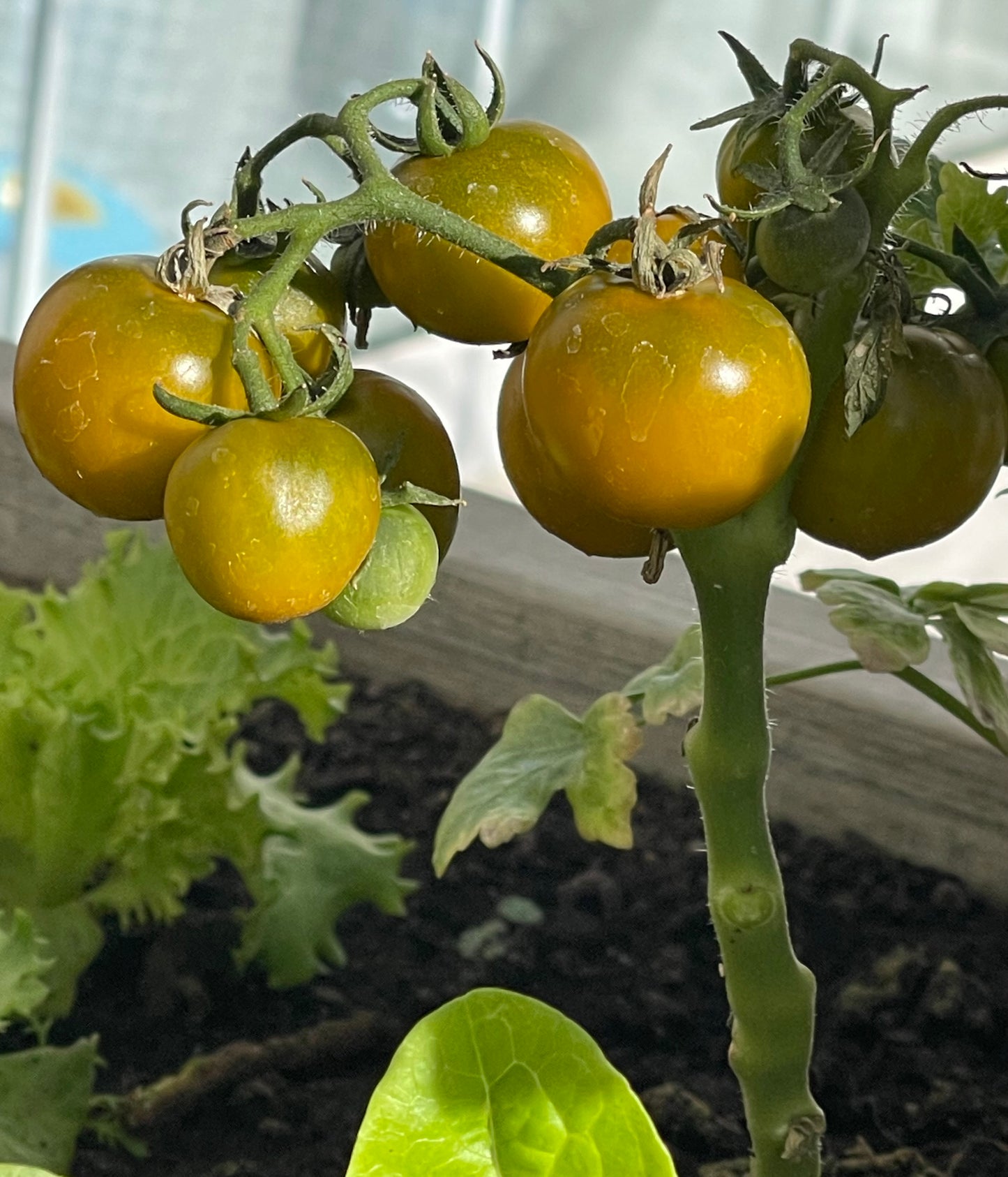 Fat Frog Micro Dwarf Tomato 20 Seeds