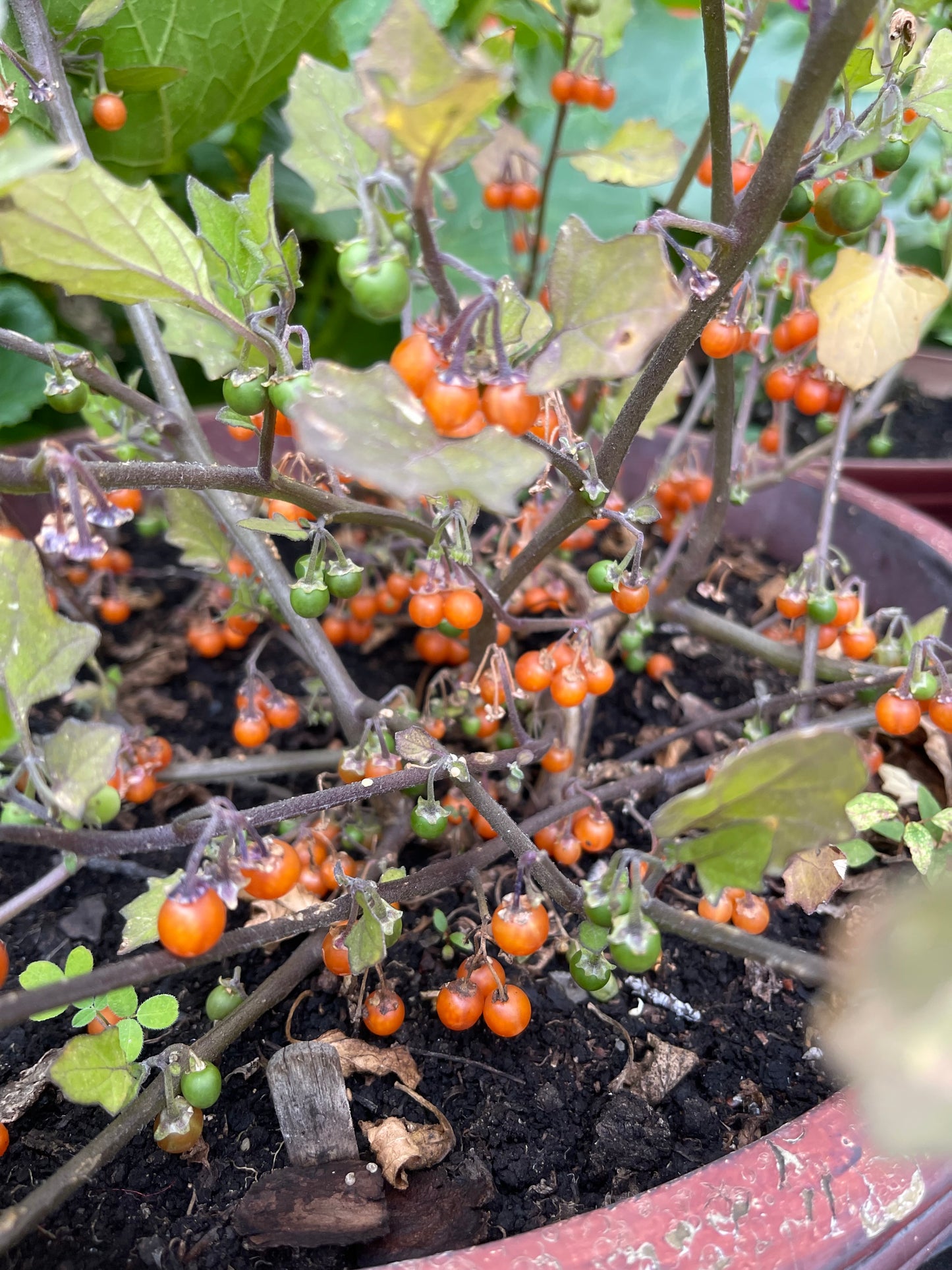 Otricoli Orange Berry - Solanum Nigrum 100 Seeds