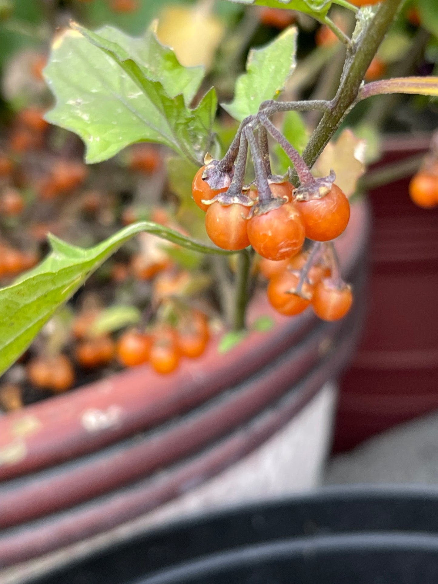 Otricoli Orange Berry - Solanum Nigrum 100 Seeds