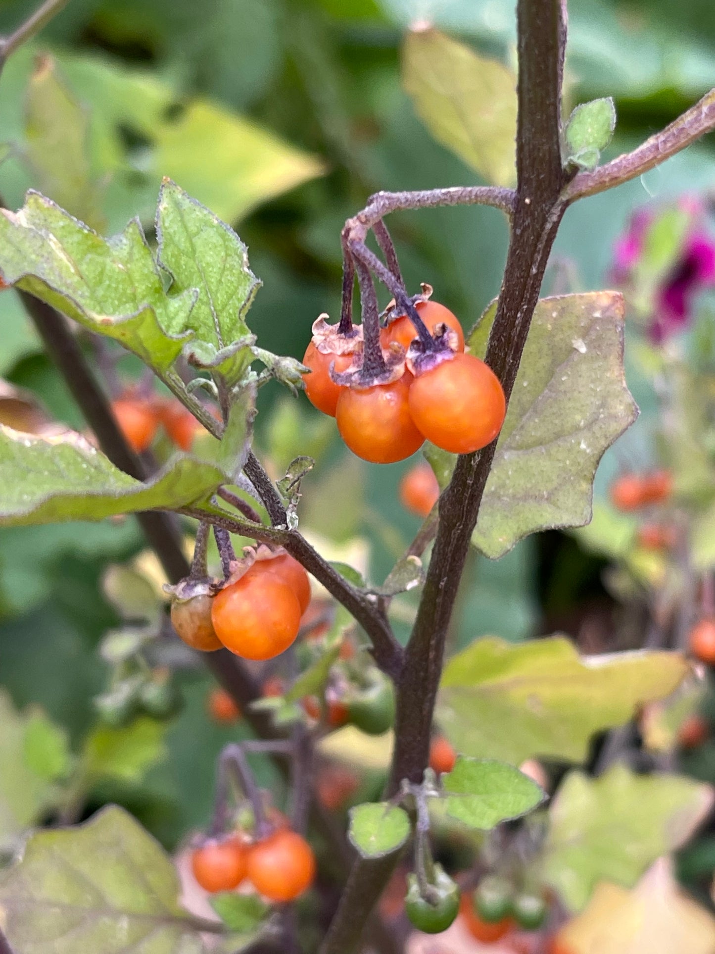 Otricoli Orange Berry - Solanum Nigrum 100 Seeds