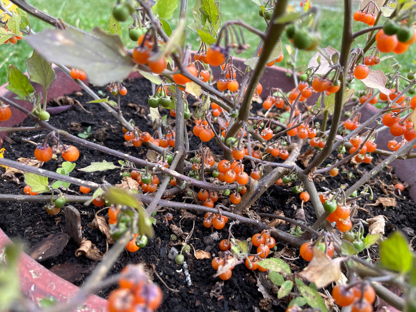 Otricoli Orange Berry - Solanum Nigrum 100 Seeds