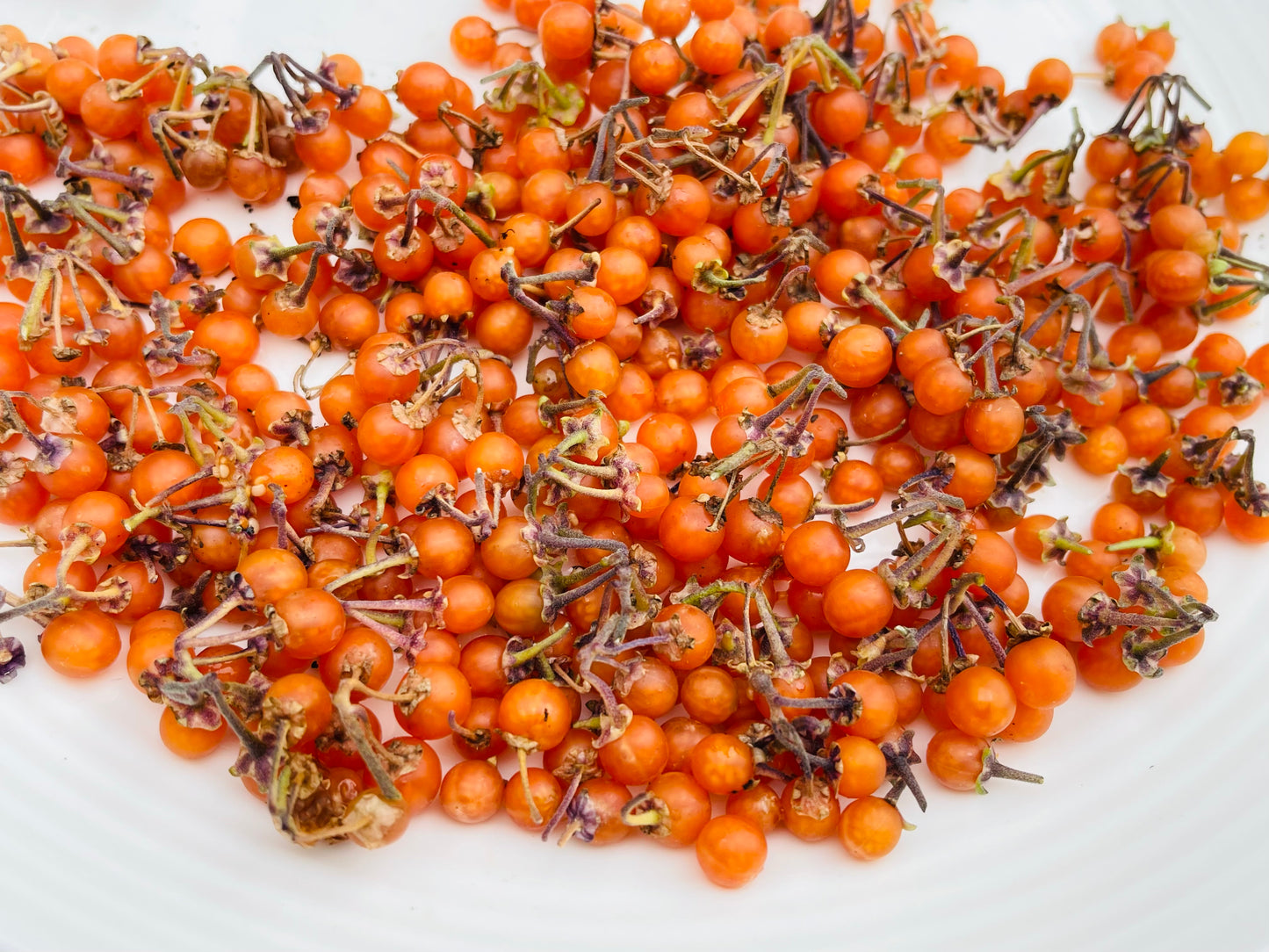 Otricoli Orange Berry - Solanum Nigrum 100 Seeds
