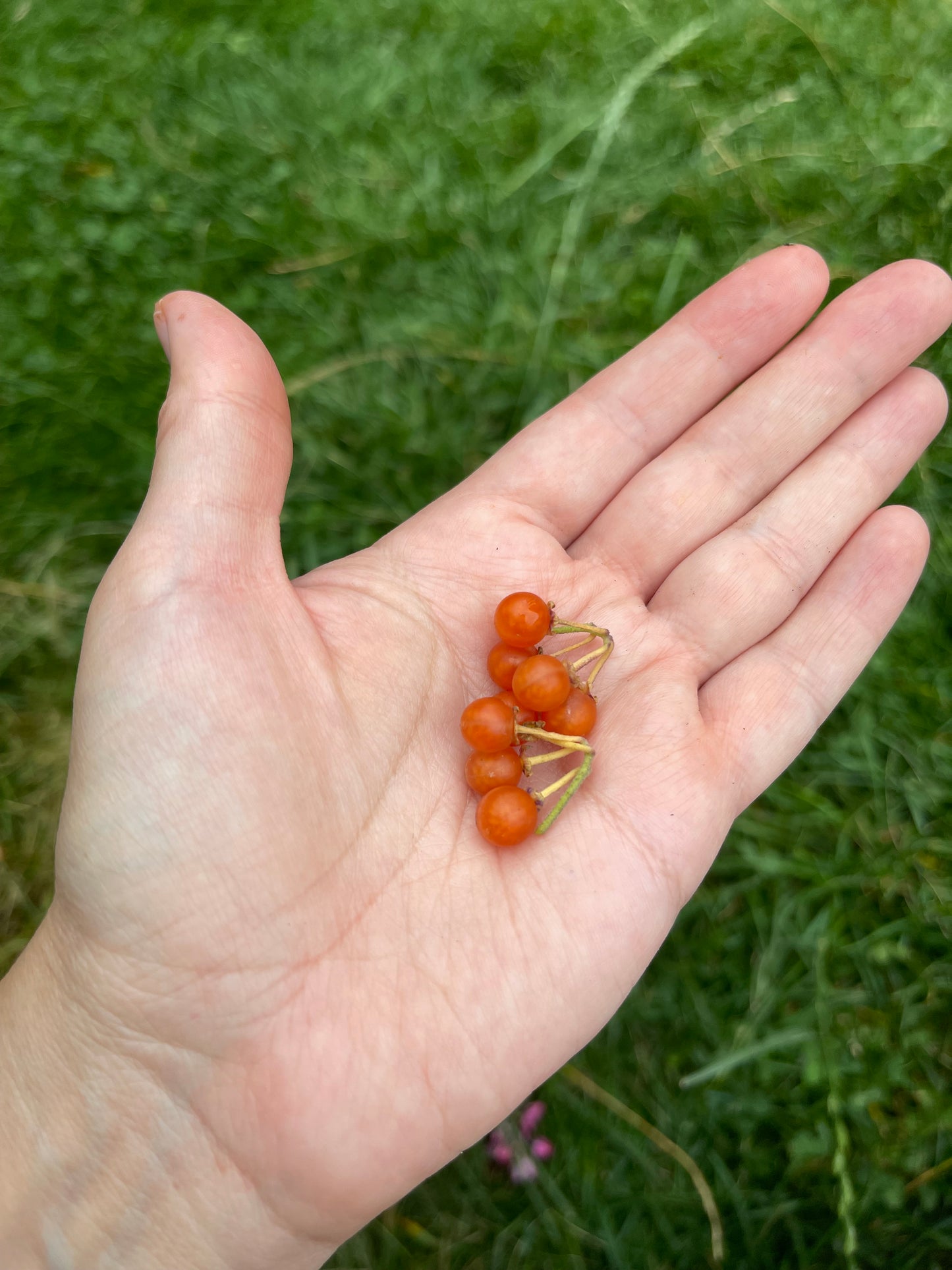 Otricoli Orange Berry - Solanum Nigrum 100 Seeds