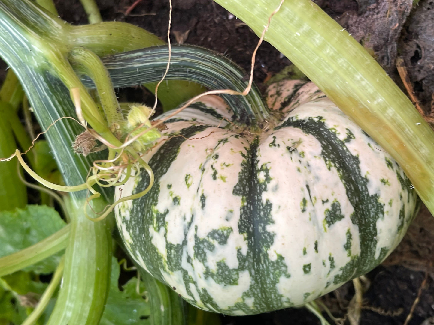 Mini Tiger Striped Pumpkin 10 Seeds