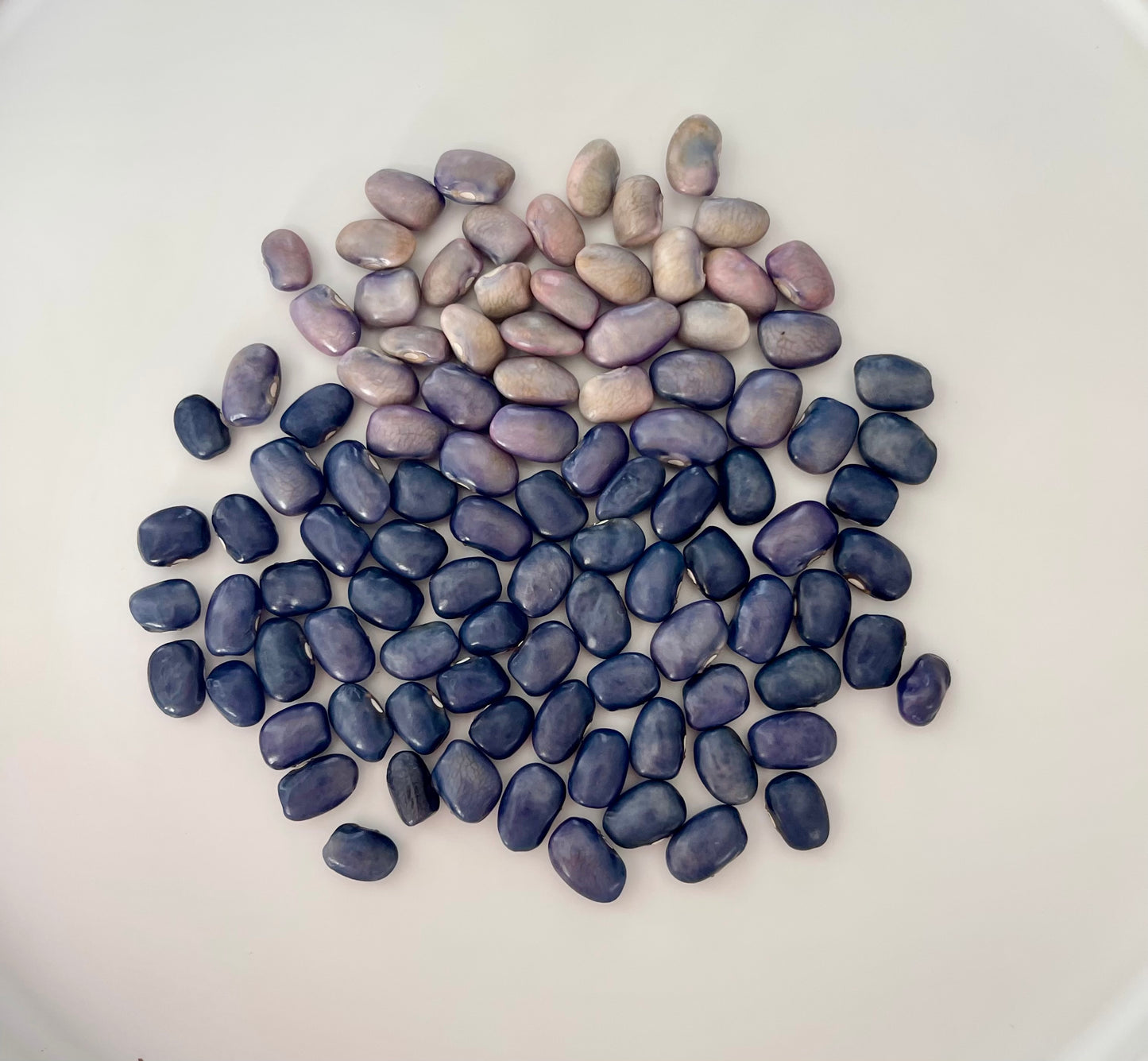 San Bernardo Blue Bean 12 Seeds