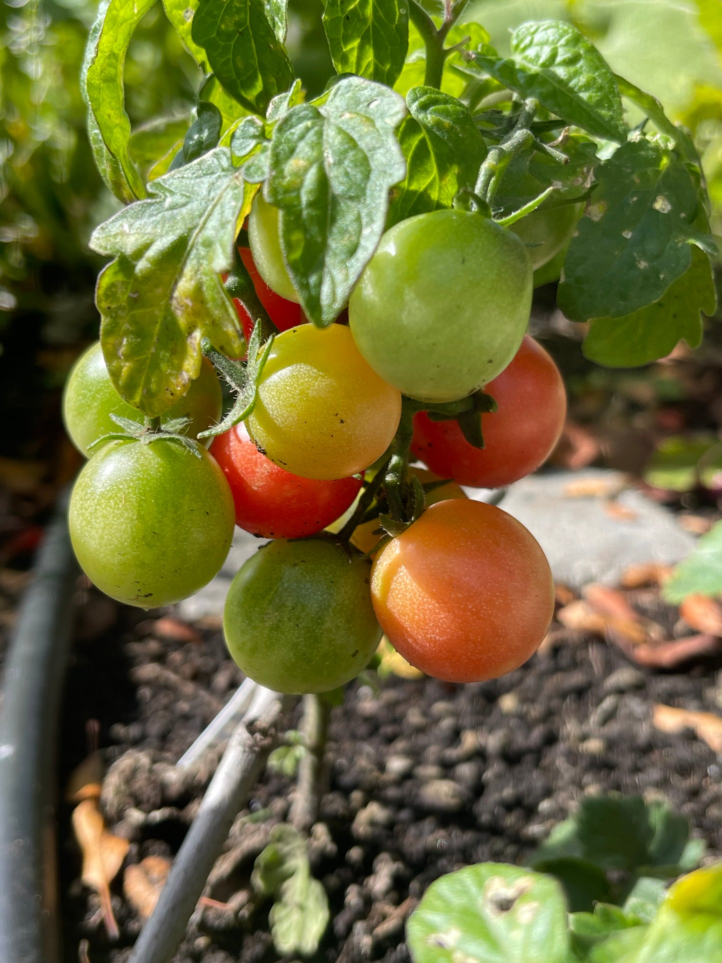 Rosy Finch Micro Dwarf Tomato 20 Seeds