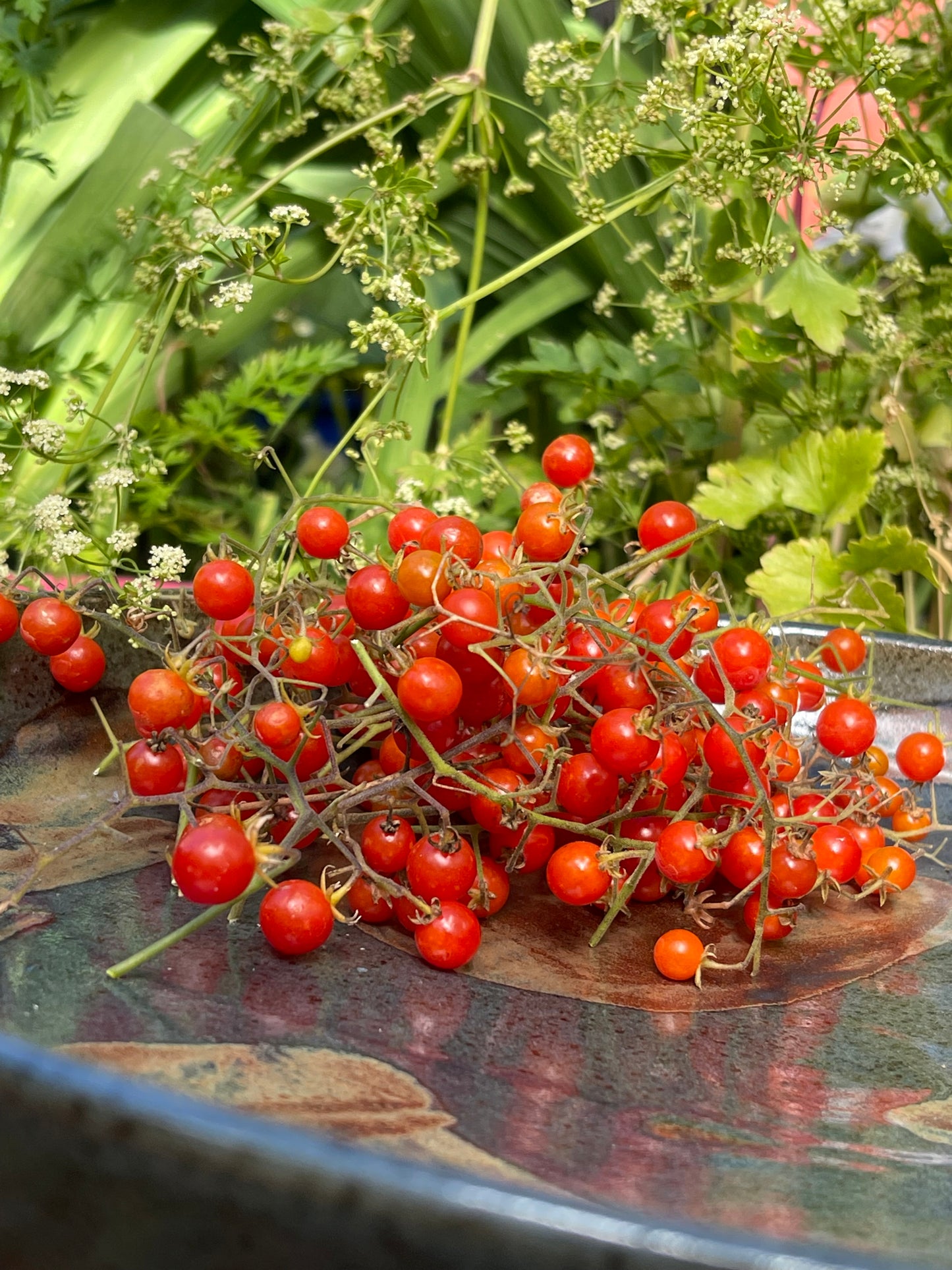 Spoon Tomato 25 Seeds