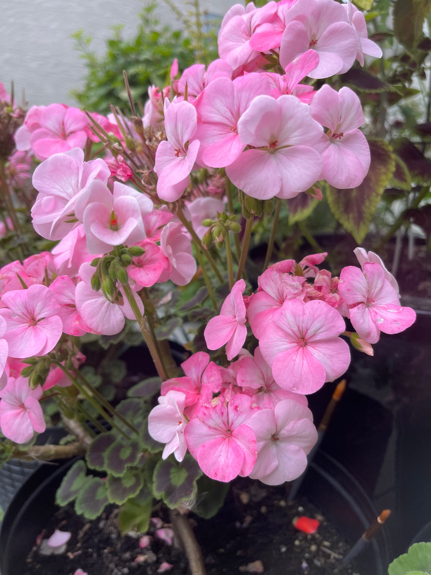 Pink Geranium 10 Seeds