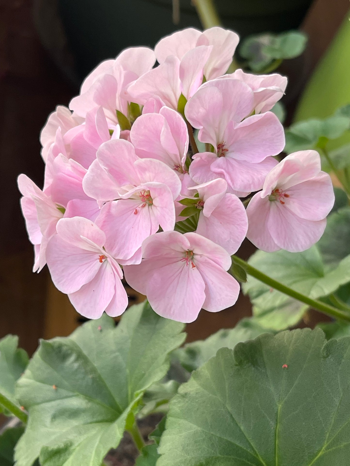 Pink Geranium 10 Seeds