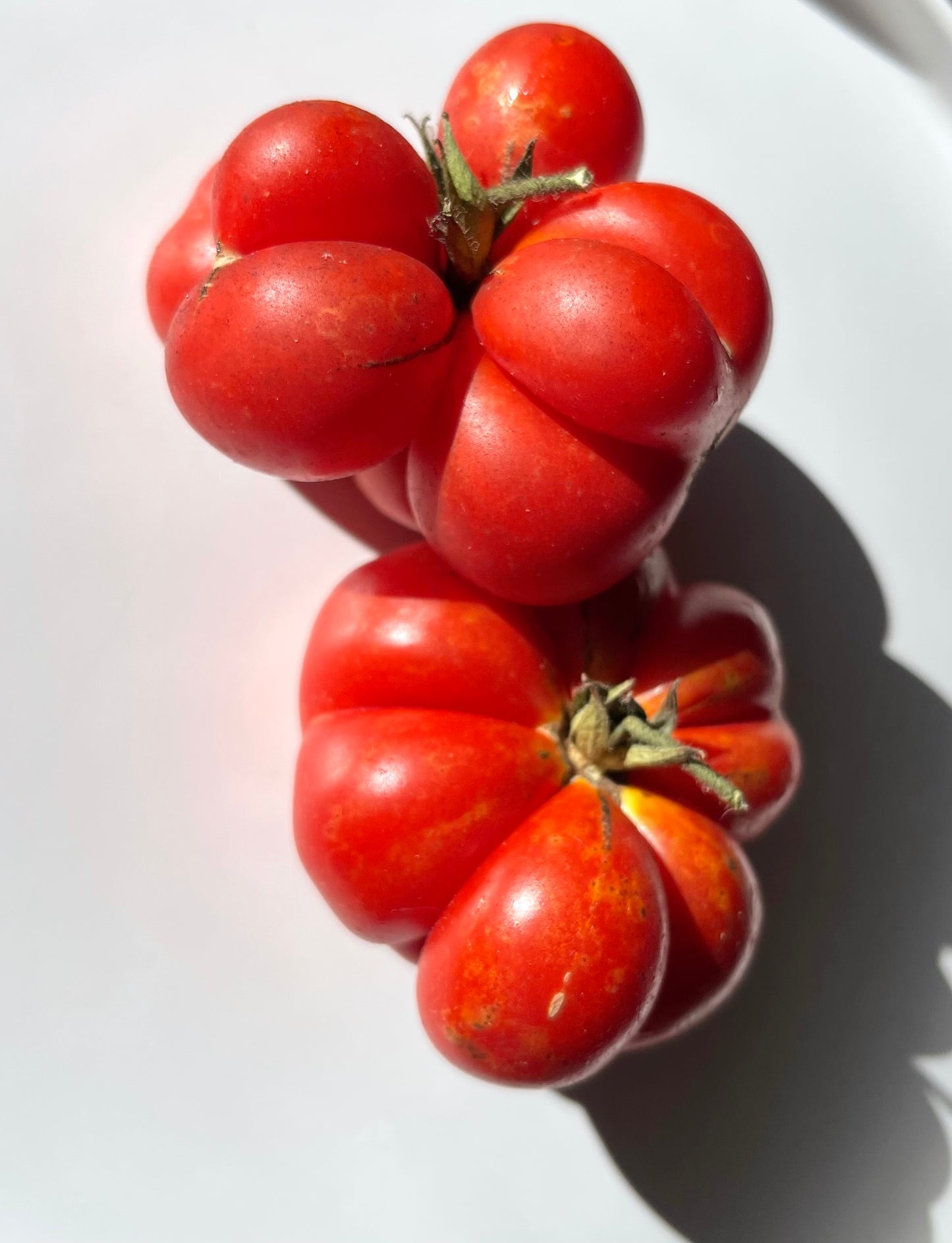 Traveler Tomato - Reisetomate - Voyager Tomato 20 Seeds