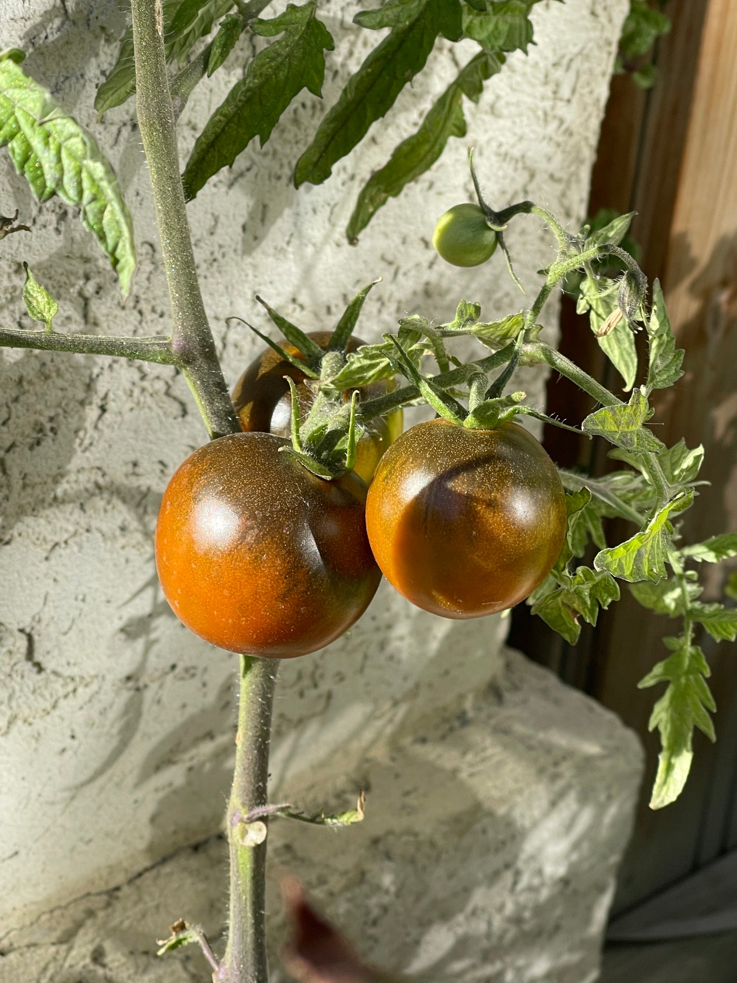 Kumato Tomato 25 Seeds