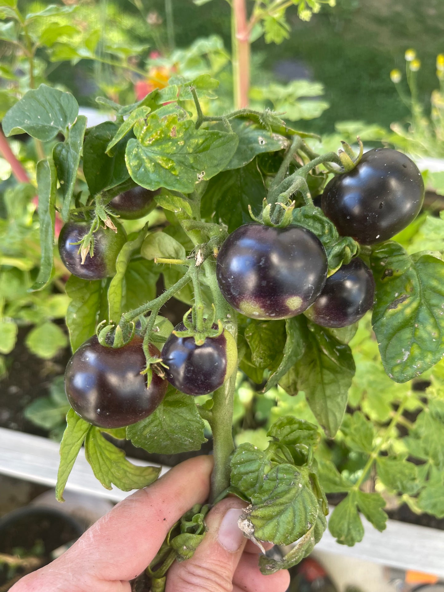 Tartufo Micro Dwarf Tomato 20 Seeds