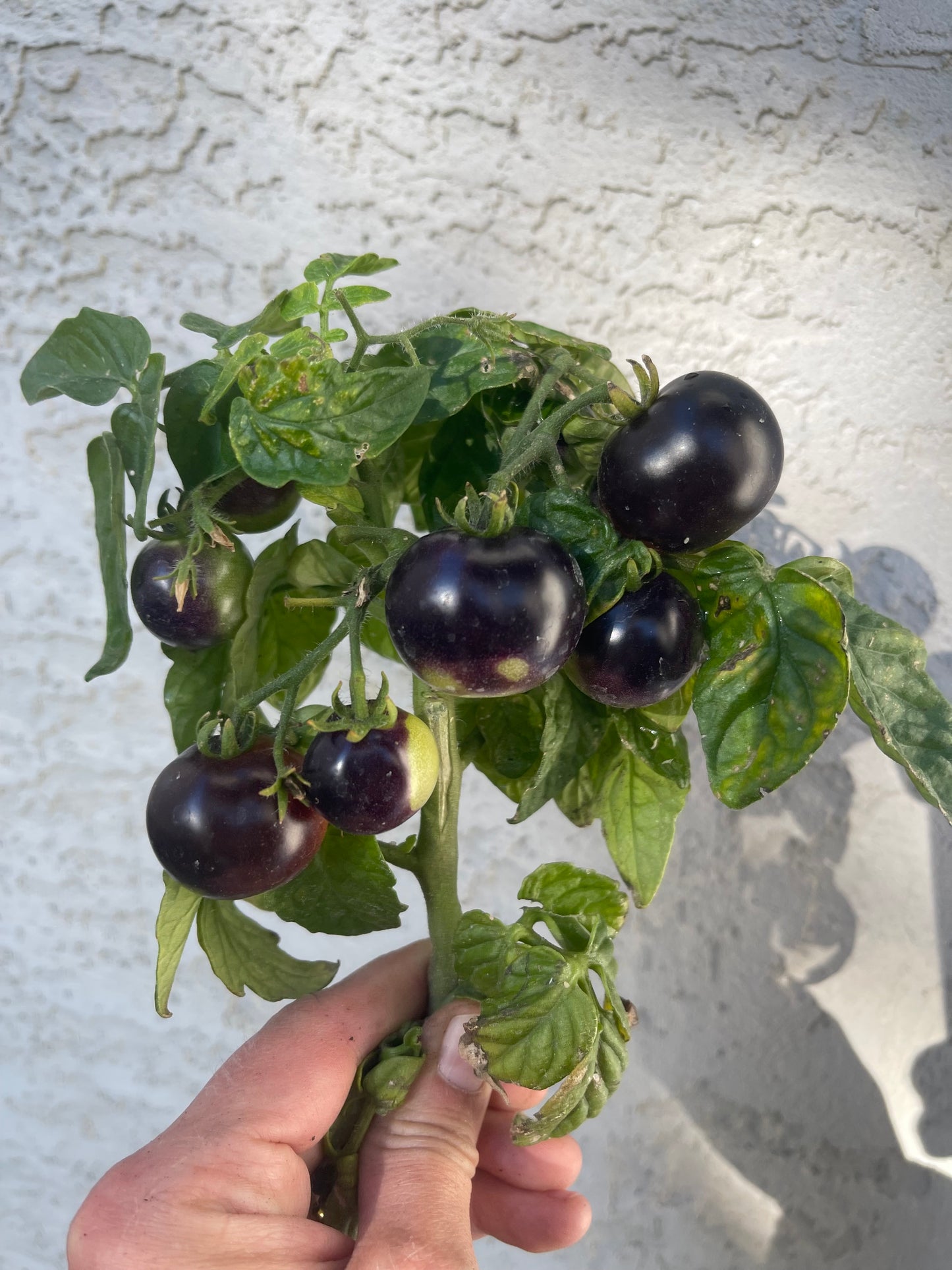 Tartufo Micro Dwarf Tomato 20 Seeds