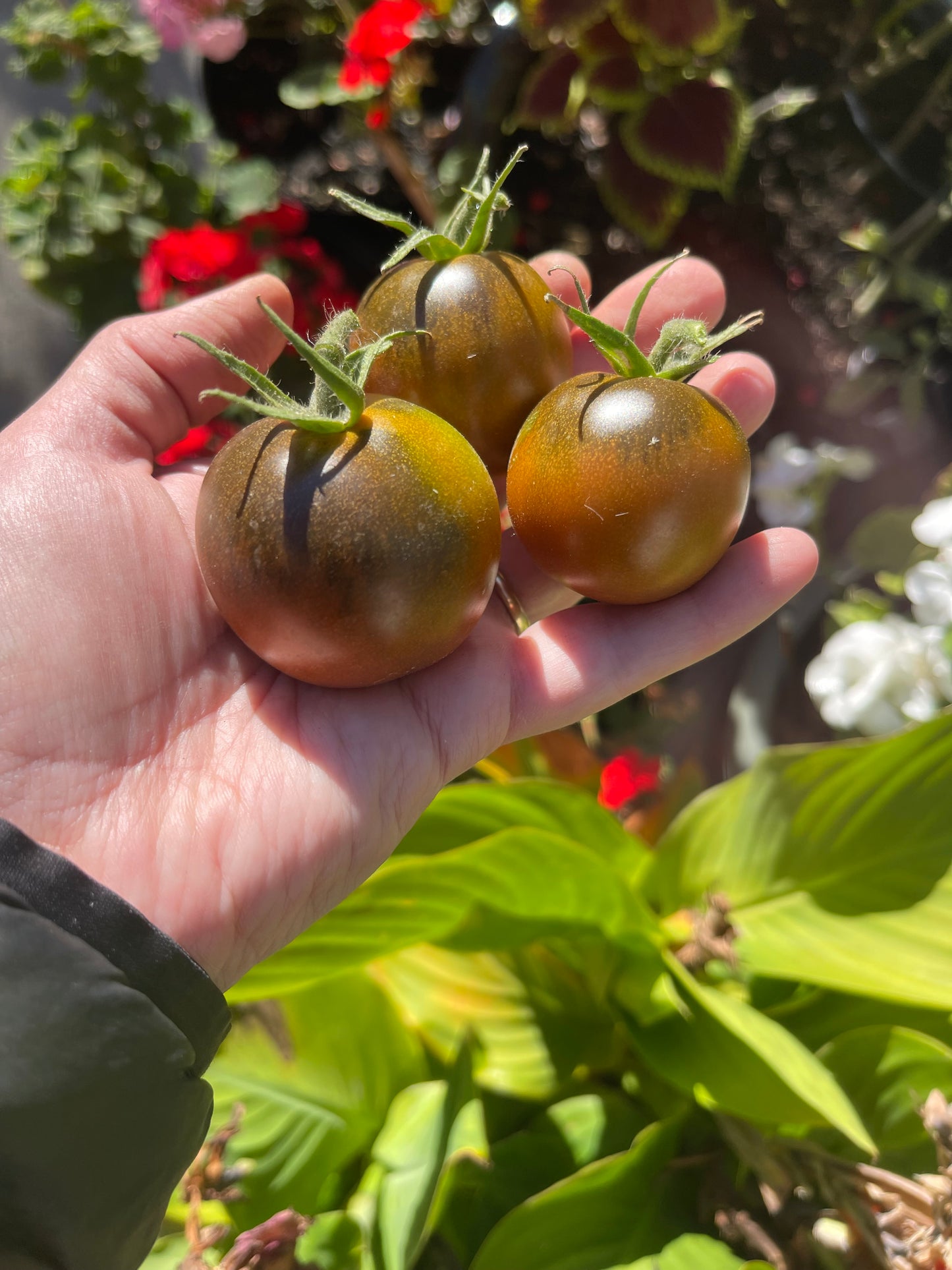Kumato Tomato 25 Seeds