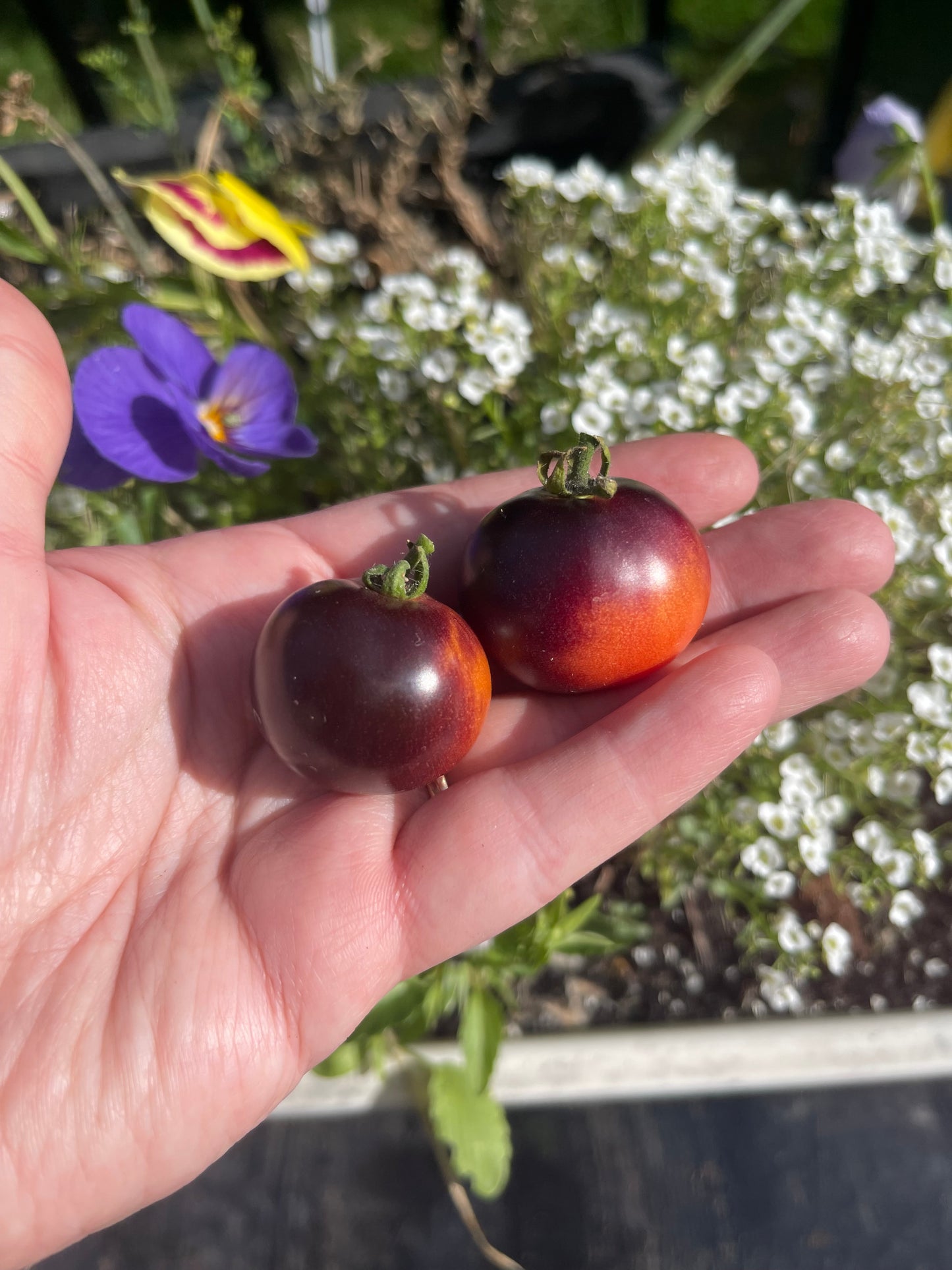 Tartufo Micro Dwarf Tomato 20 Seeds