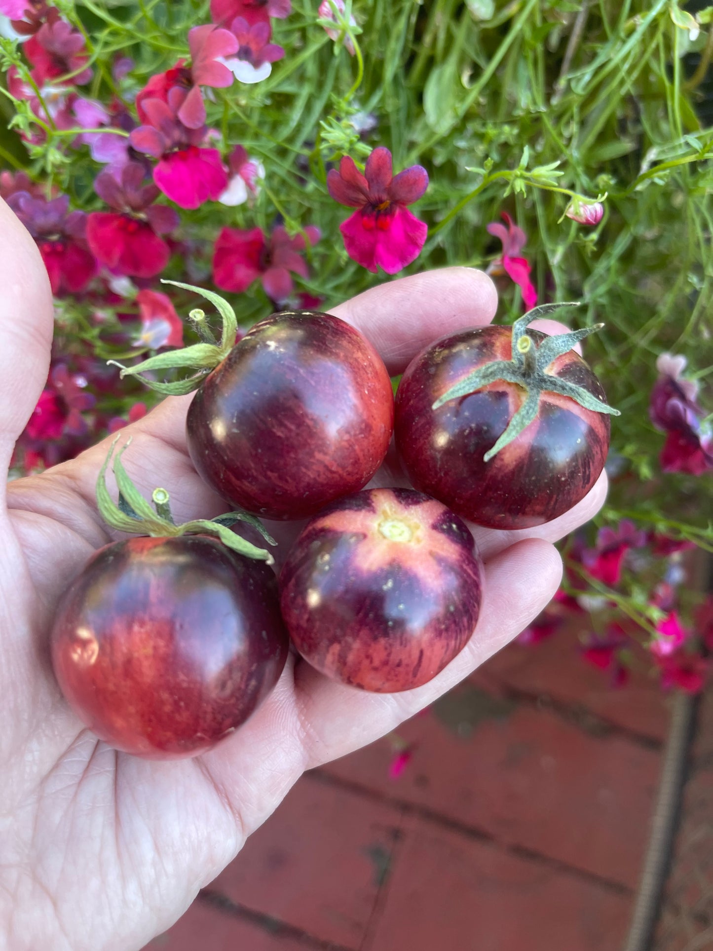 Black Strawberry Tomato 20 Seeds