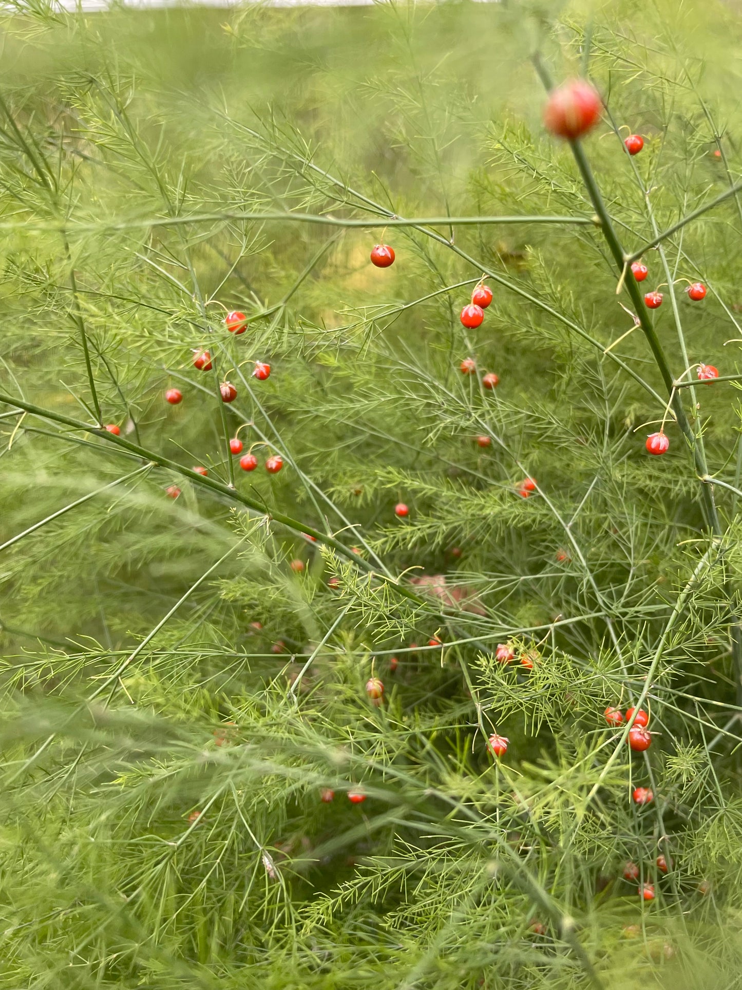 Mary Washington Asparagus 25 Seeds