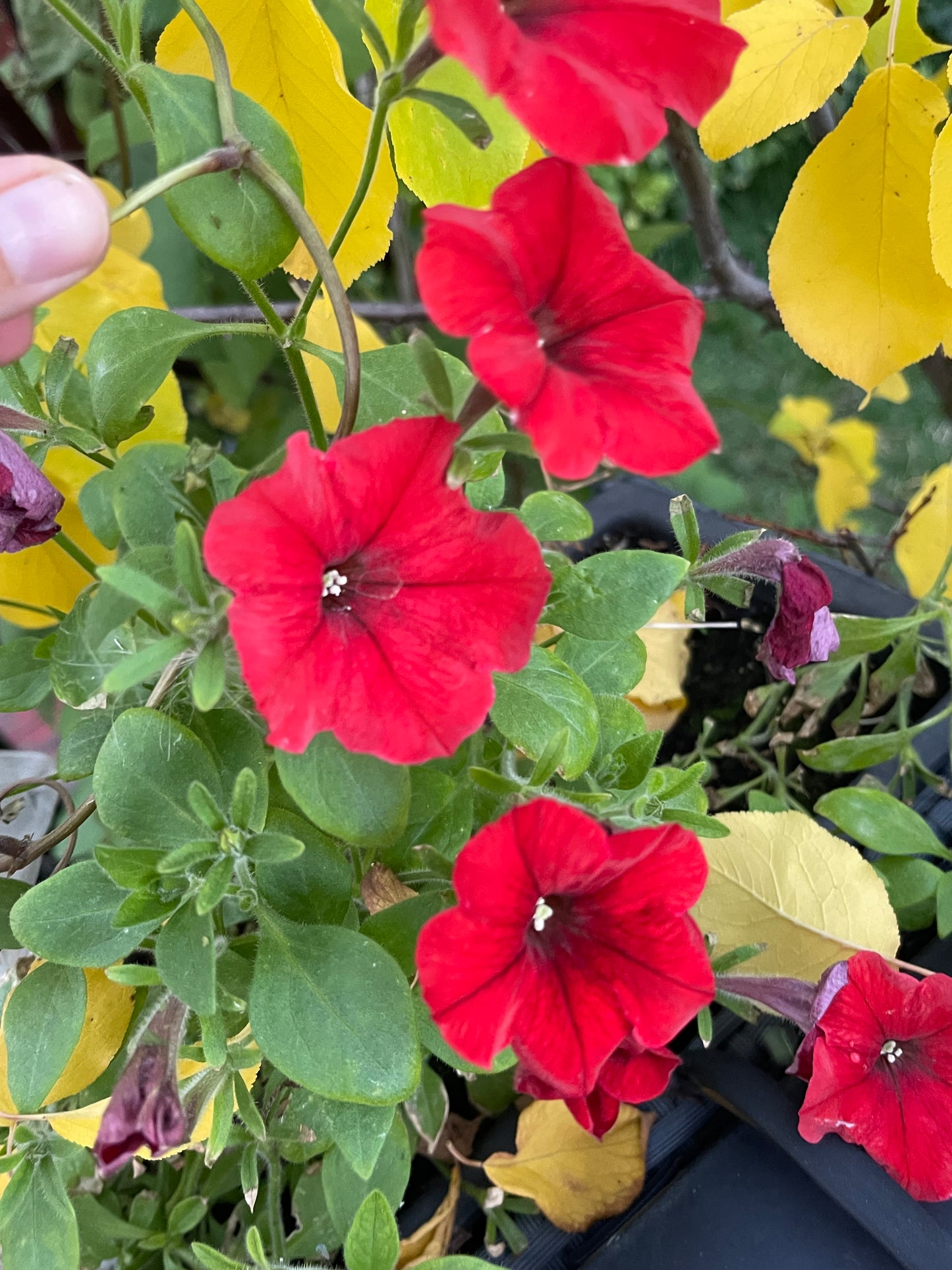 Red Petunia 100 Seeds