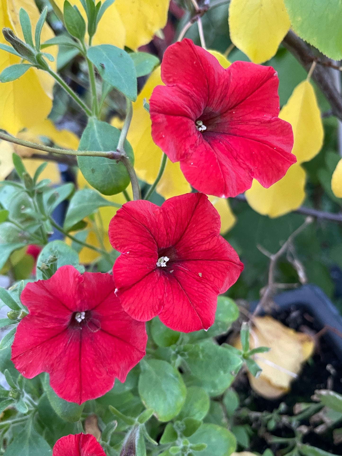 Red Petunia 100 Seeds