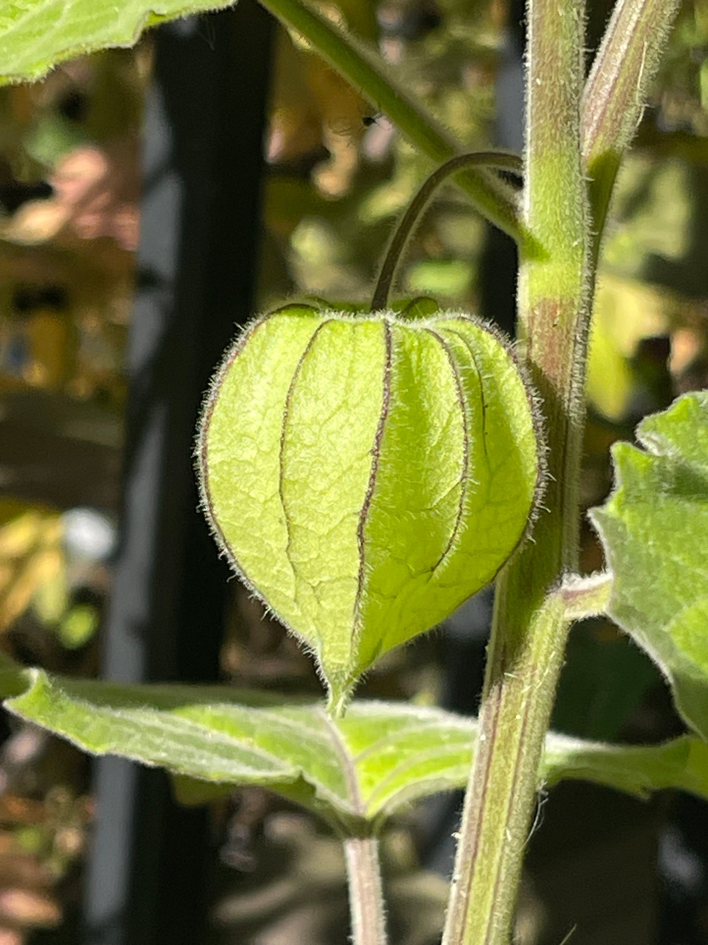 Peruvian Physalis - Cape Gooseberry 50 Seeds