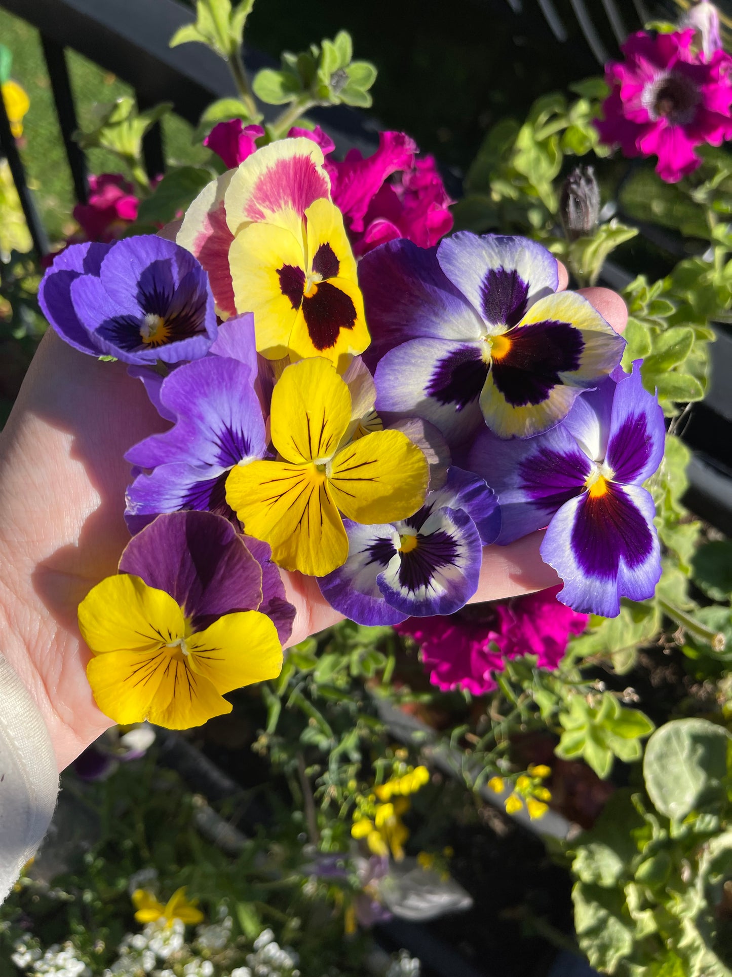 Pansy Mix 100 Seeds