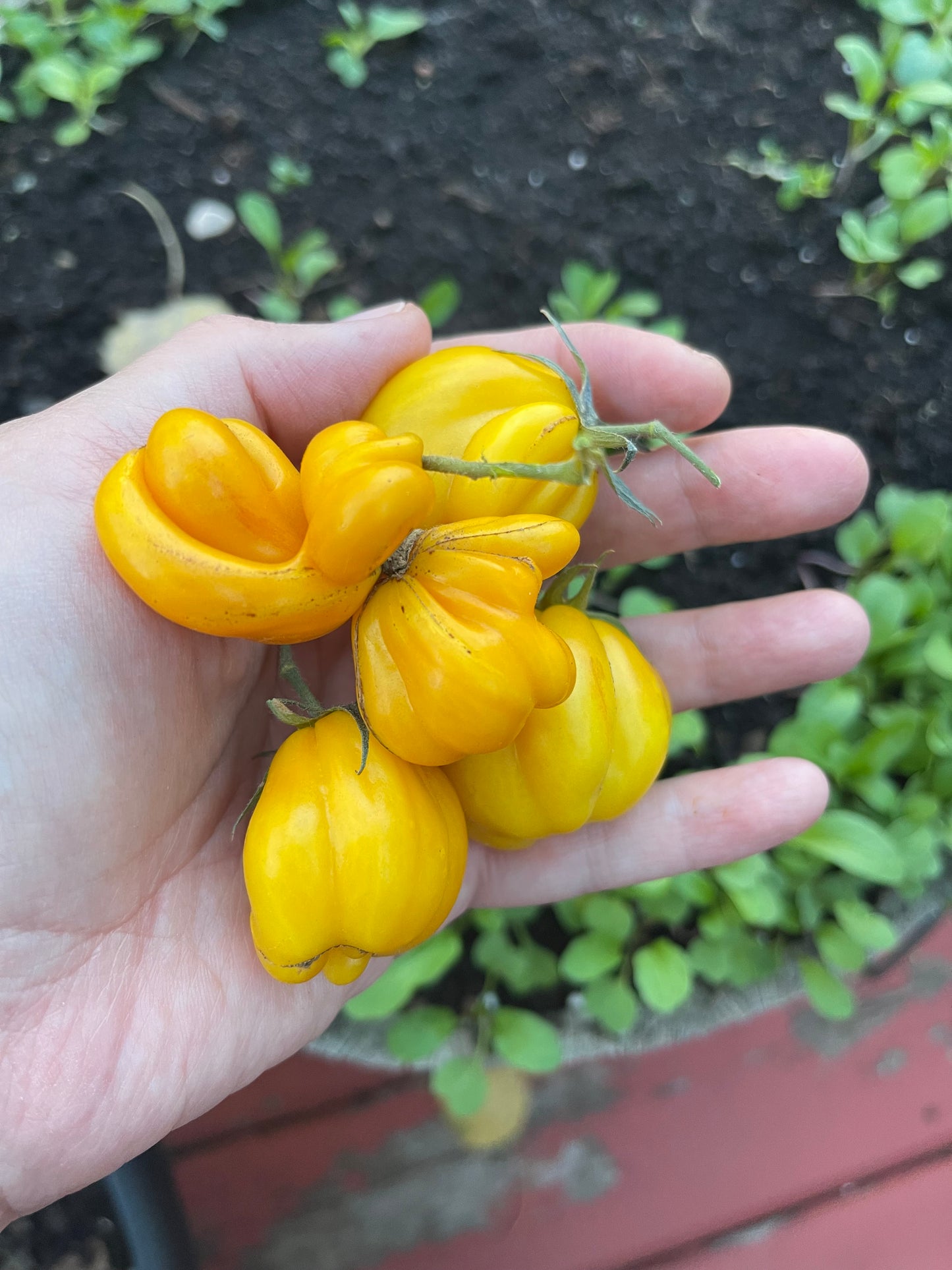 Phil's One Tomato 20 Seeds