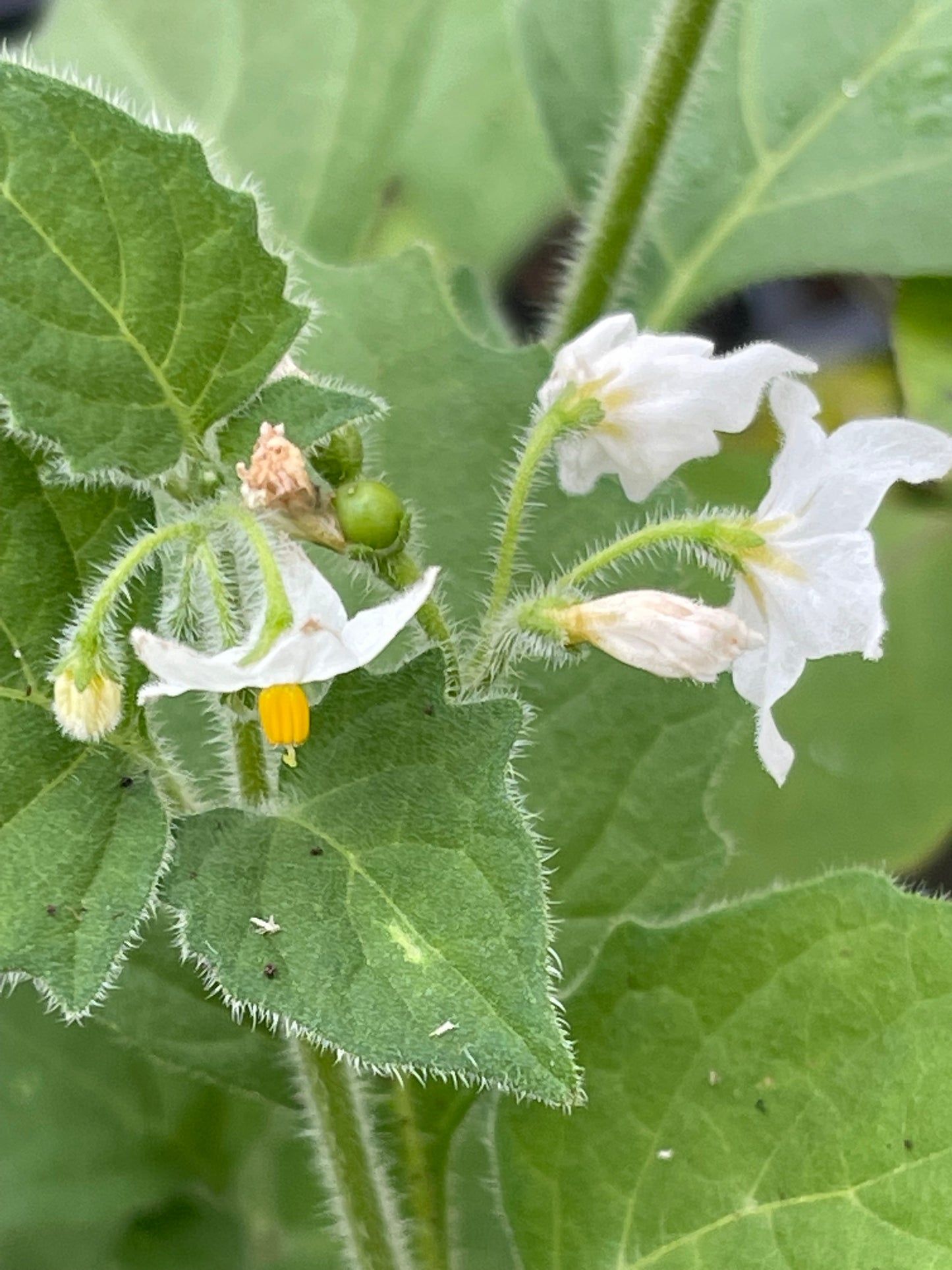 Golden Pearls Berry - Solanum Villosum 100 Seeds