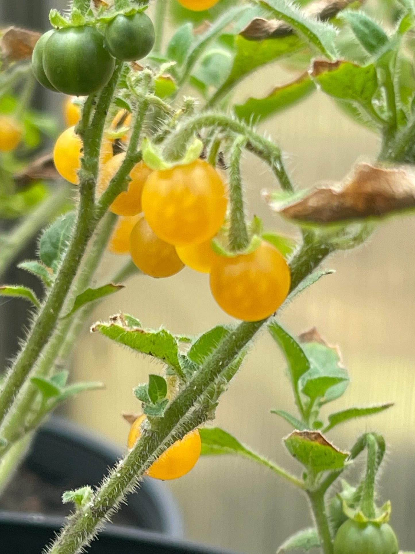 Golden Pearls Berry - Solanum Villosum 100 Seeds