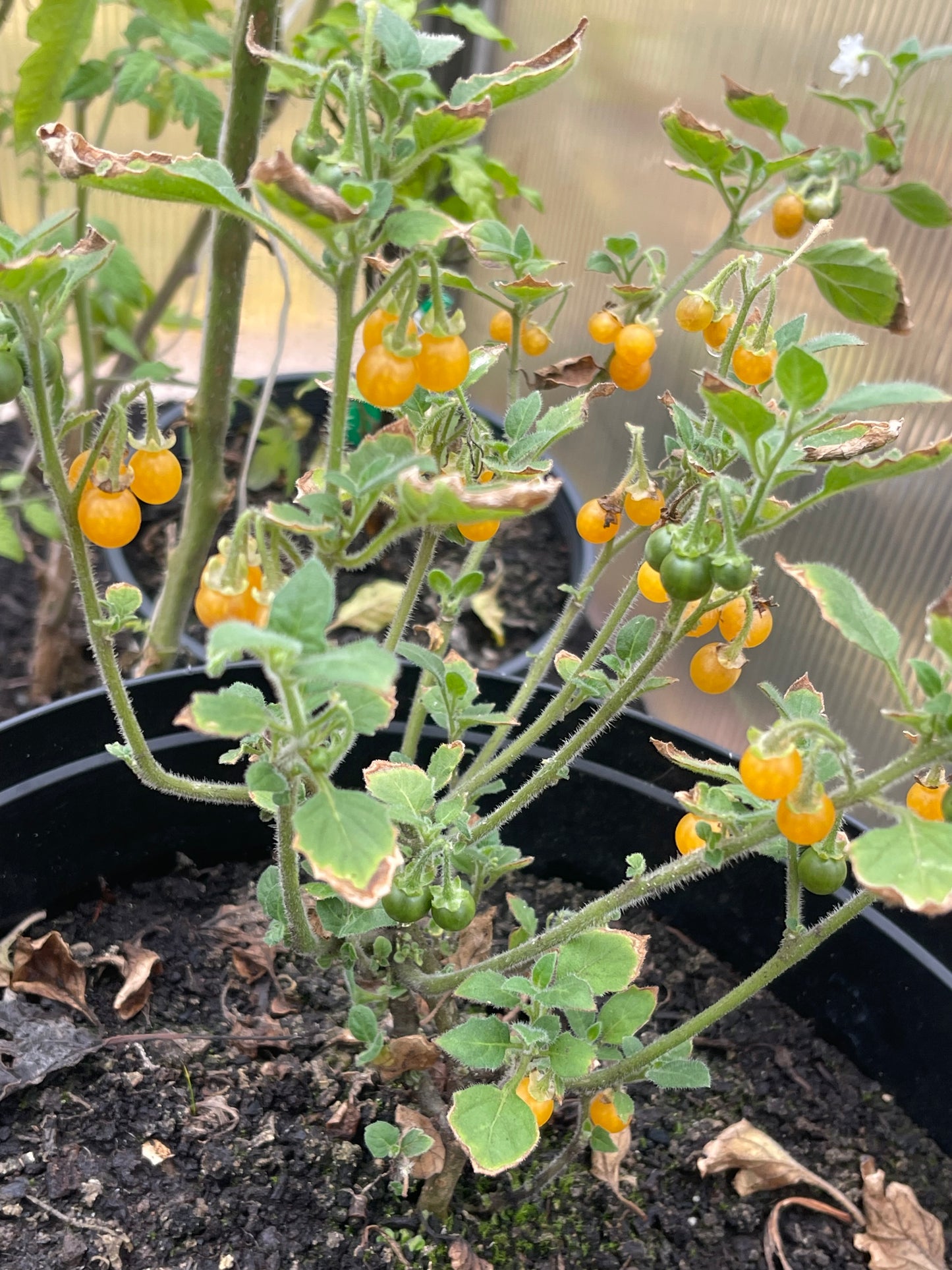 Golden Pearls Berry - Solanum Villosum 100 Seeds