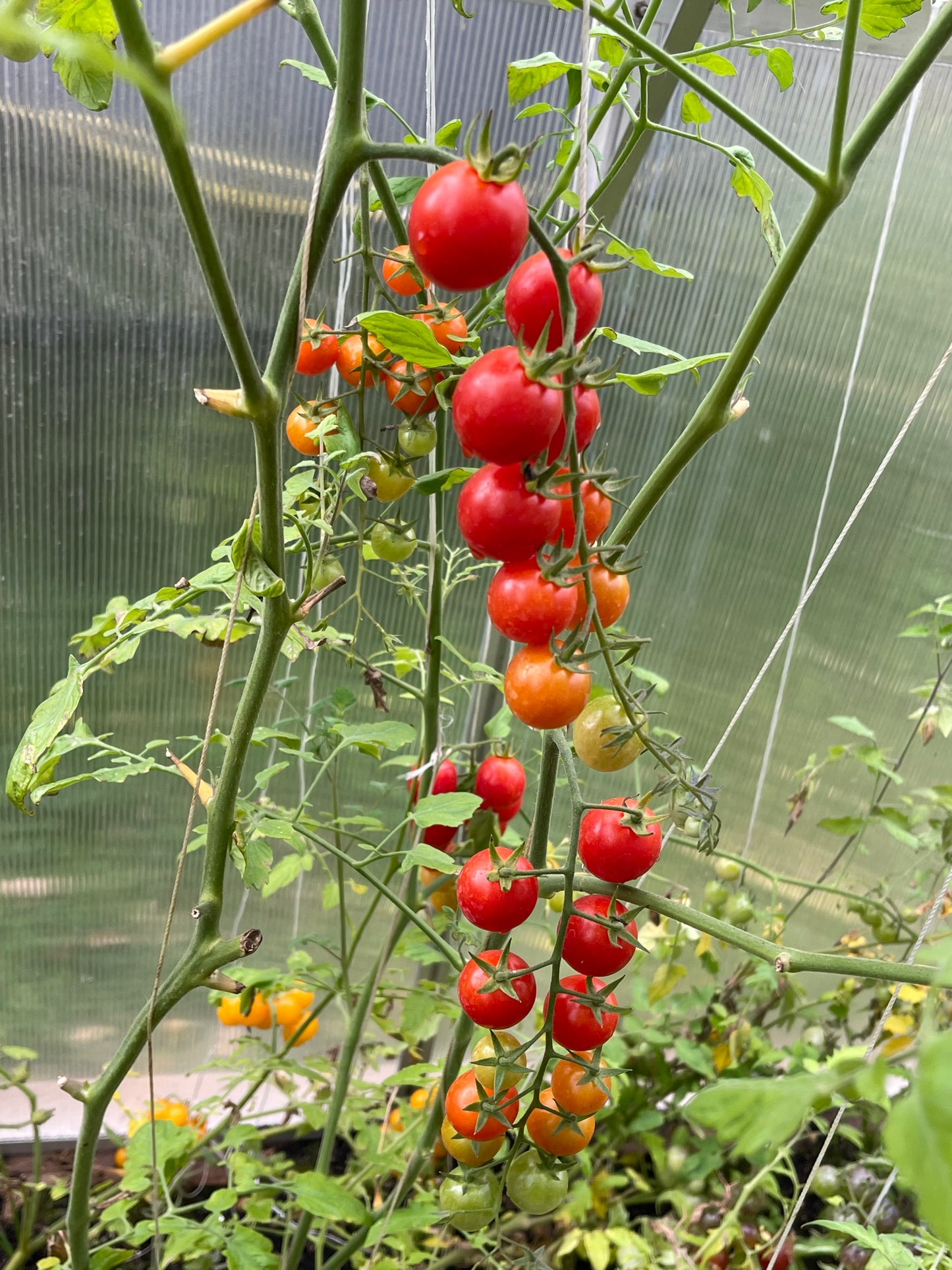 Rapunzel Tomato 25 Seeds
