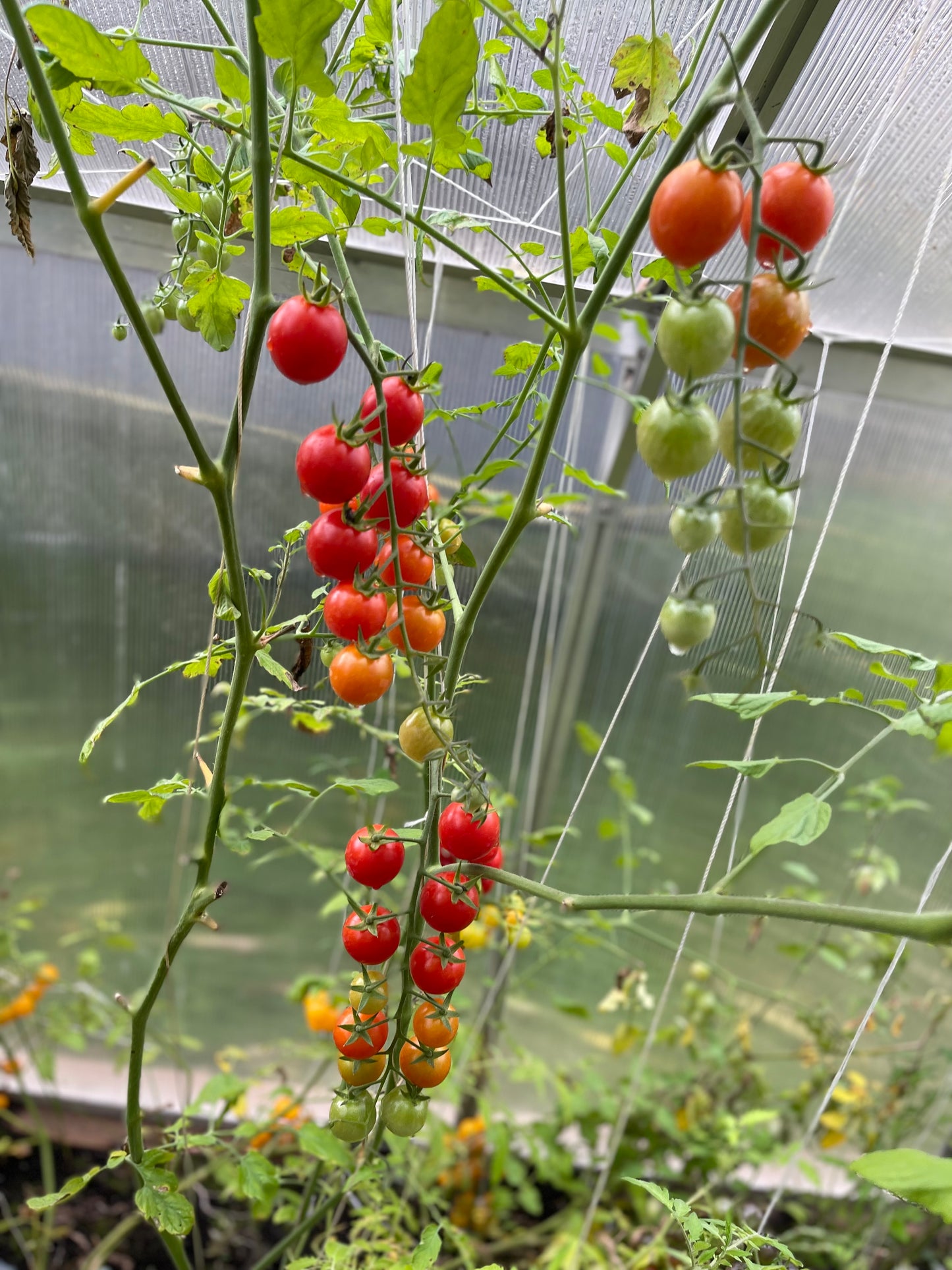 Rapunzel Tomato 25 Seeds