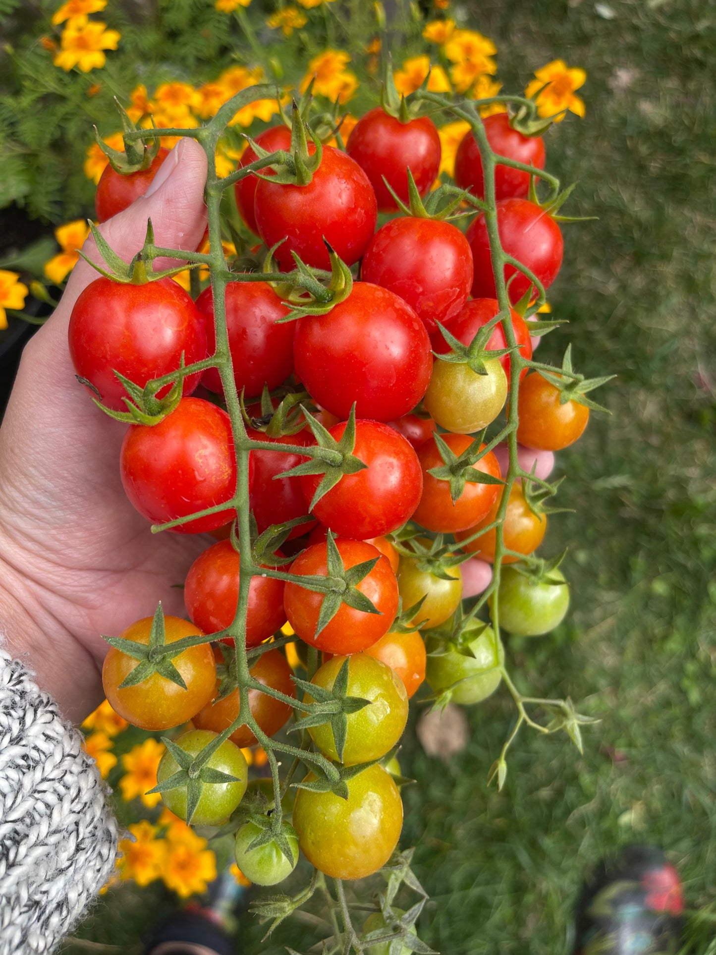 Rapunzel Tomato 25 Seeds