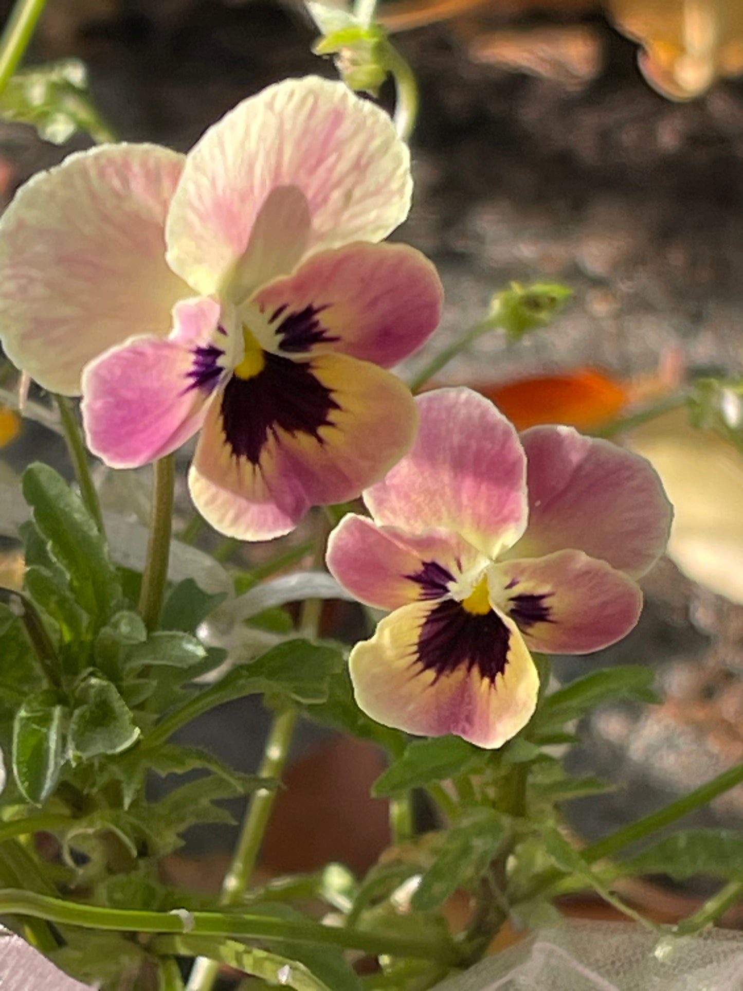 Viola Antique Laeta 10 Seeds