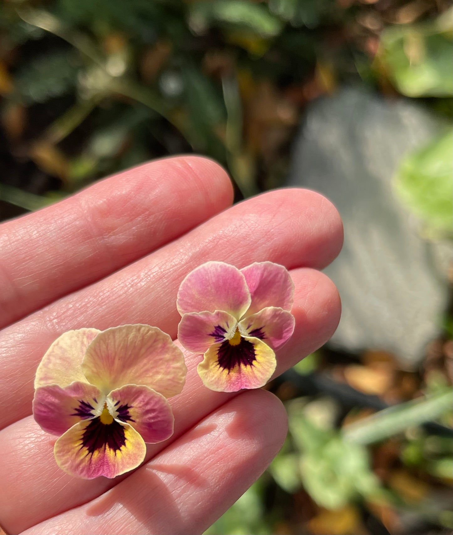 Viola Antique Laeta 10 Seeds